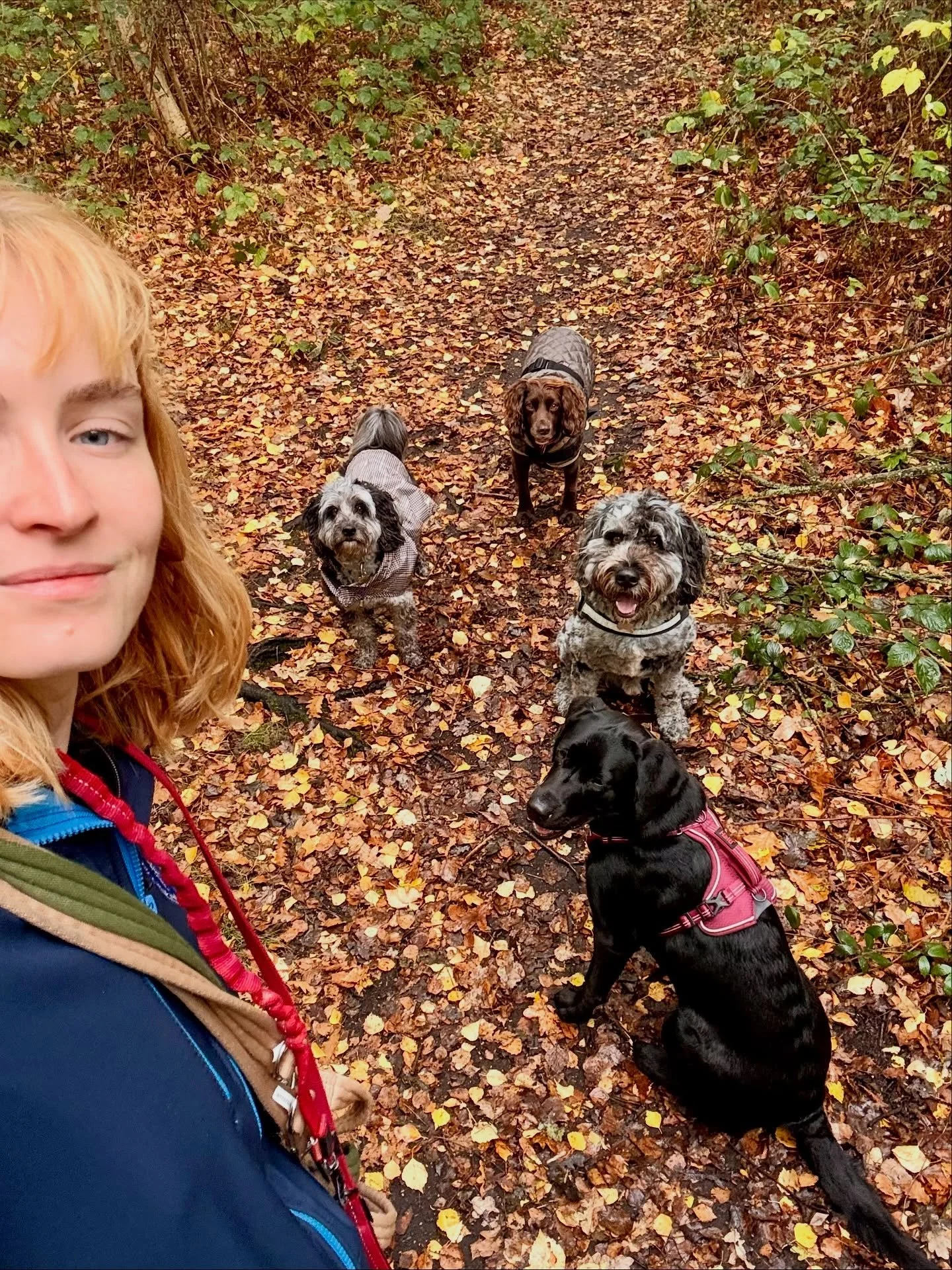 Happy Halloween! 🎃👻

We&rsquo;ve had such a good autumny week 🍁

&bull;
&bull;

🐶 Head to the link in our bio for info on our services, rates, and glowing reviews.
📩 DM us, email hello@happy-little-paws.co.uk, or use the enquiry form on our webs