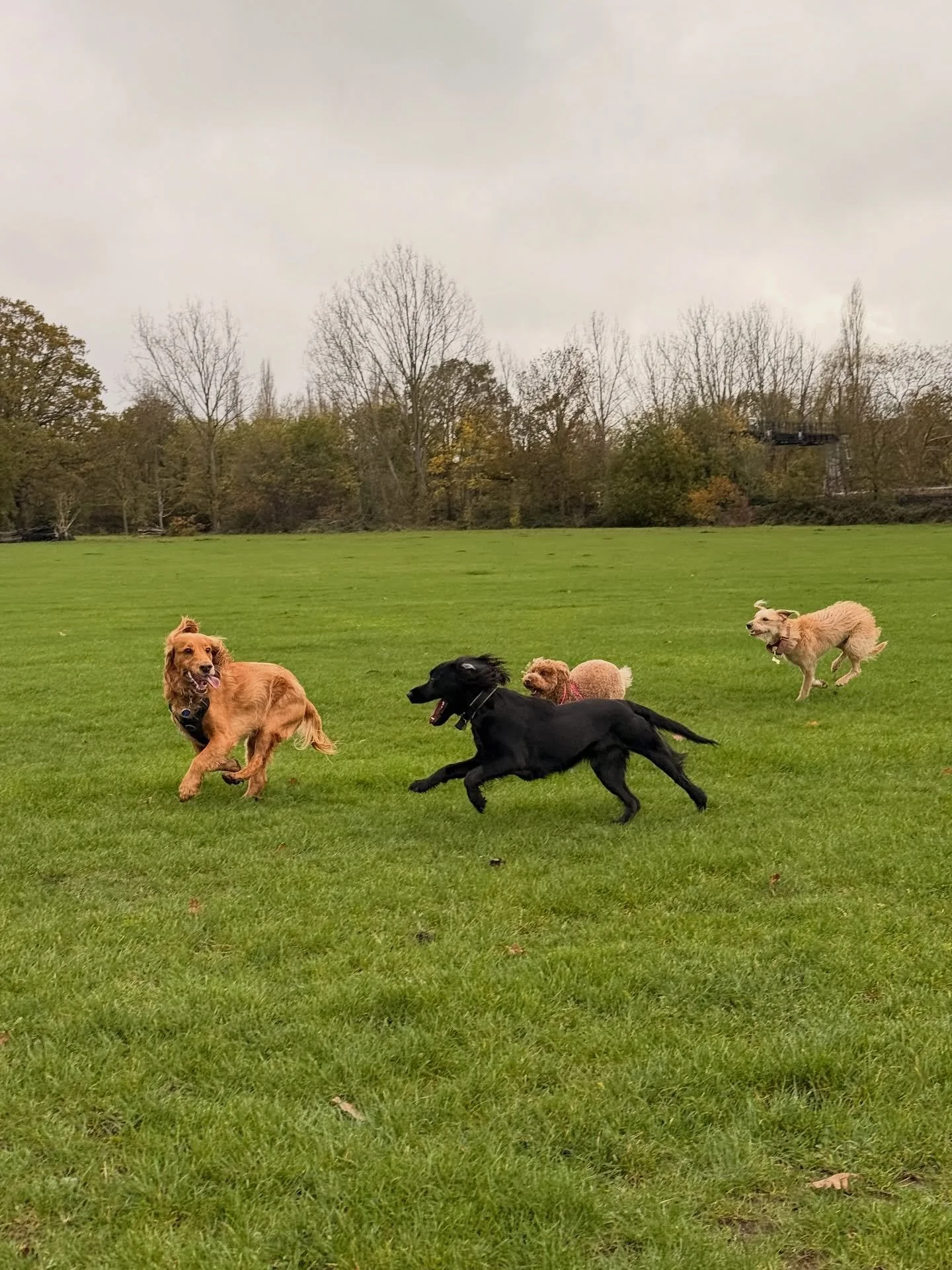 Lots of playing and running around was had today! 🤪 Everyone seemed more bouncy than usual for some reason ☺️

&bull;
&bull;

🐶 Head to the link in our bio for info on our services, rates, and glowing reviews.
📩 DM us, email hello@happy-little-paw
