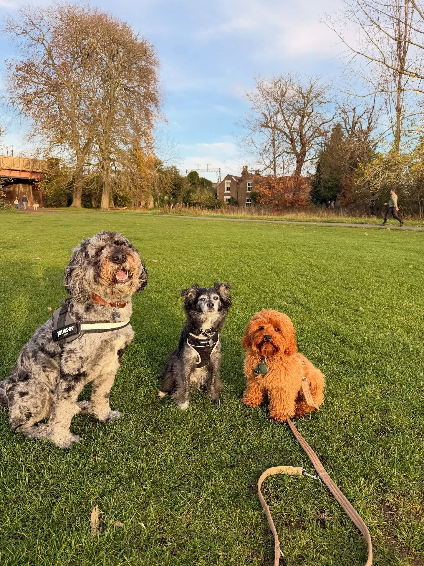 Golden hour&rsquo;s most gorgeous models 😍

&bull;
&bull;

🐶 Head to the link in our bio for info on our services, rates, and glowing reviews.
📩 DM us, email hello@happy-little-paws.co.uk, or use the enquiry form on our website to get in touch (li