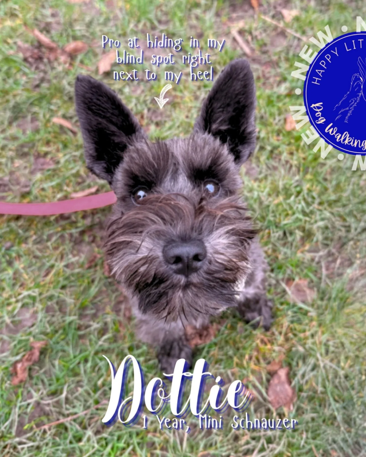 A big welcome to my newest pack members! 🐾

Each of them have such brilliant personalities, had amazing recall, were all super friendly and not too excitable - what an amazing streak! 

Here&rsquo;s to more walkies with these great new additions! 

