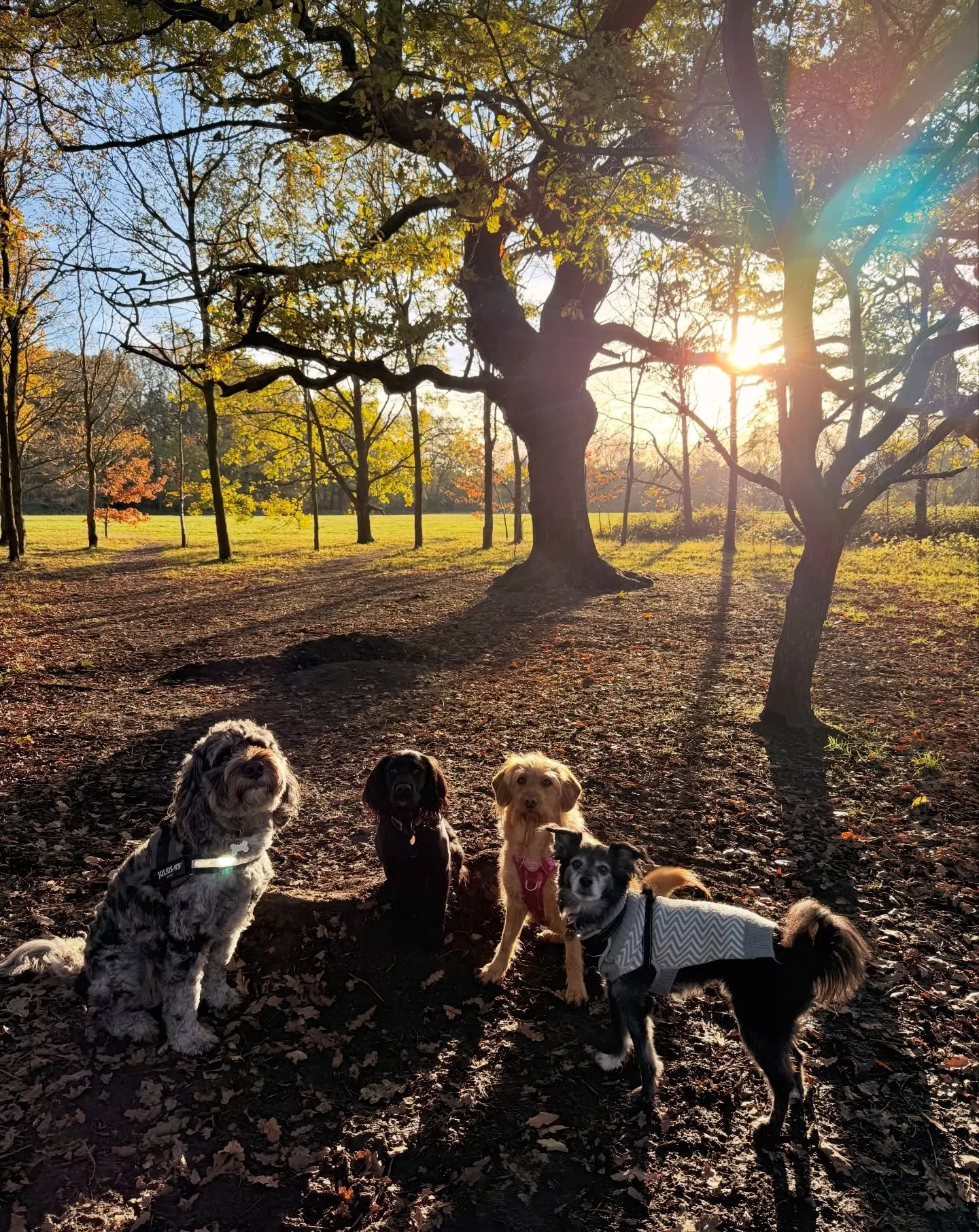 90% of you voted for this photo yesterday, and I heartily agreed 😍

🐶 Head to the link in our bio for info on our services, rates, and glowing reviews.
📩 DM us, email hello@happy-little-paws.co.uk, or use the enquiry form on our website to get in 