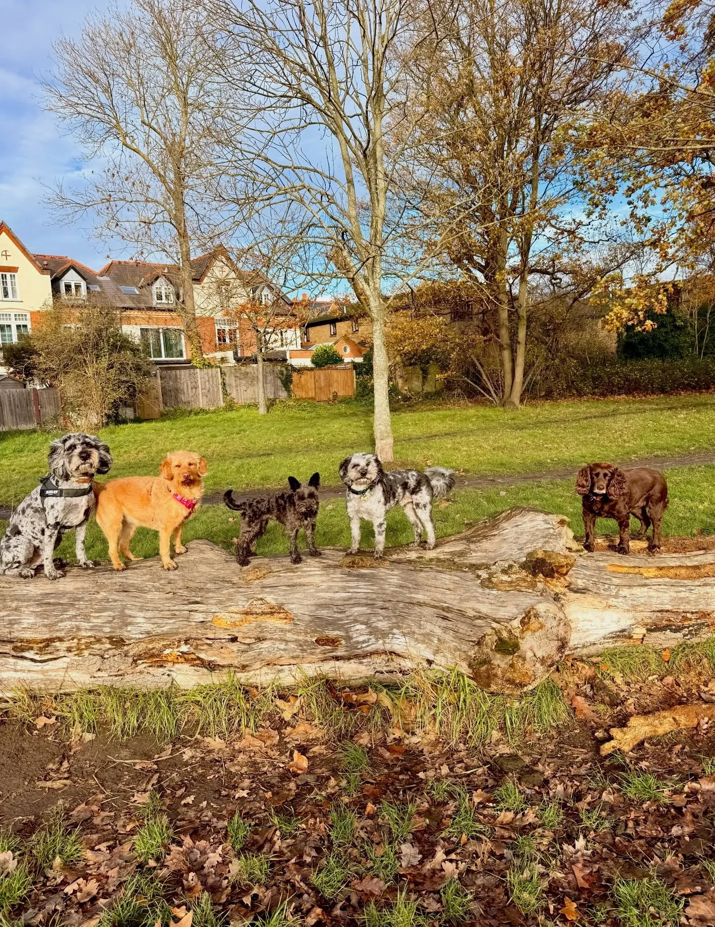 So proud of my doggos for this one ☺️ we had lovely ladies walking behind us remarking on how adorable they looked, but they still didn&rsquo;t budge 😇

#dogsoflondon #swdogwalker