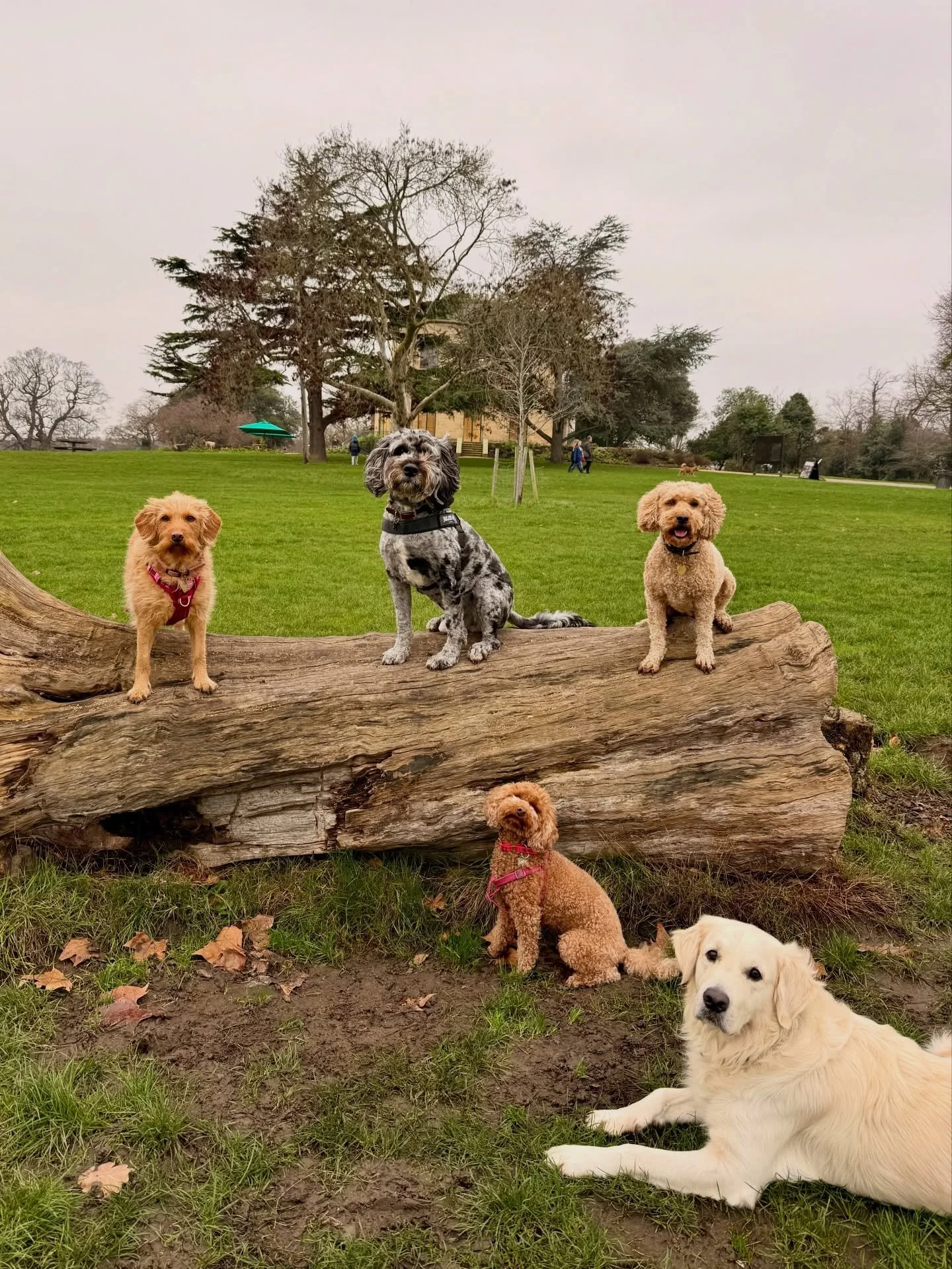 Final group shots of 2025 went hard 🫡😍 I was wearing a Christmas hat behind the camera 😄

Streatham Hill | dog walks of london | london dog trainer | south london parks | dogs of london | london dog walker | cute dogs | dog content