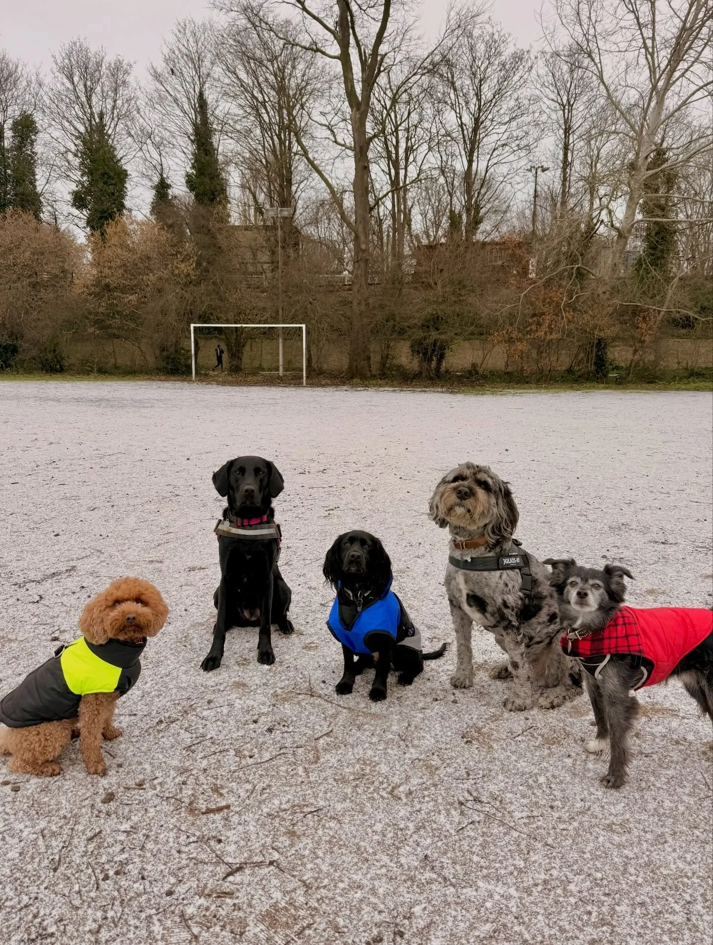 First week of 2026 in group photos 🤩 

(I only forgot on one of the walks 🥲 but luckily every dog I walk is shown 😌)

Streatham Hill | dog walks of london | london dog trainer | south london parks | dogs of london | london dog walker | cute dogs |
