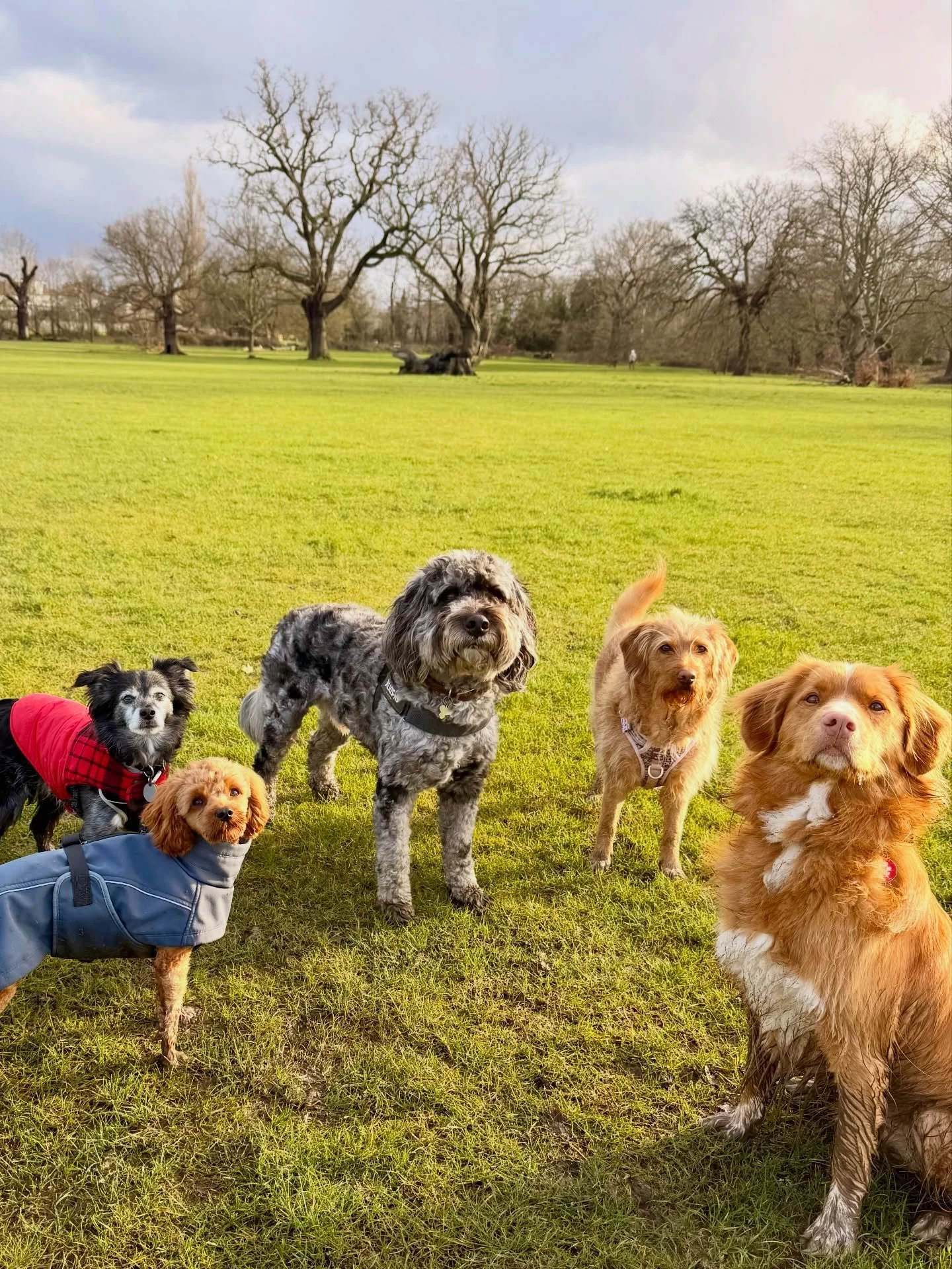 A random collection of ma bebes recently 🥰 (no this is not all of them, it is in fact a tiny portion of the 1000&rsquo;s of photos I have of the cutest beings on earth - comment if you want another collection!)

Streatham Hill | dog walks of london 