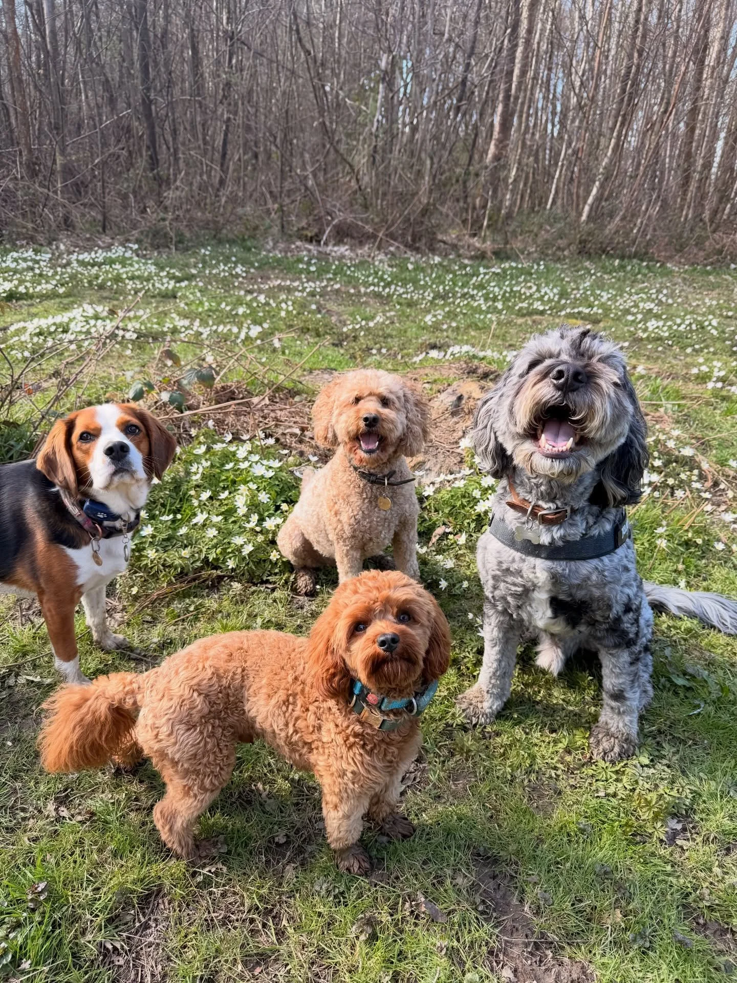 Adventure Day in Hemsted Forest was so beautiful and peaceful ☺️ 2 hours of walking and we saw about 4 people and one horse ride (that was handled expertly I might add)! I highly recommend taking your pups there 😍

Streatham Hill | dog walks of lond