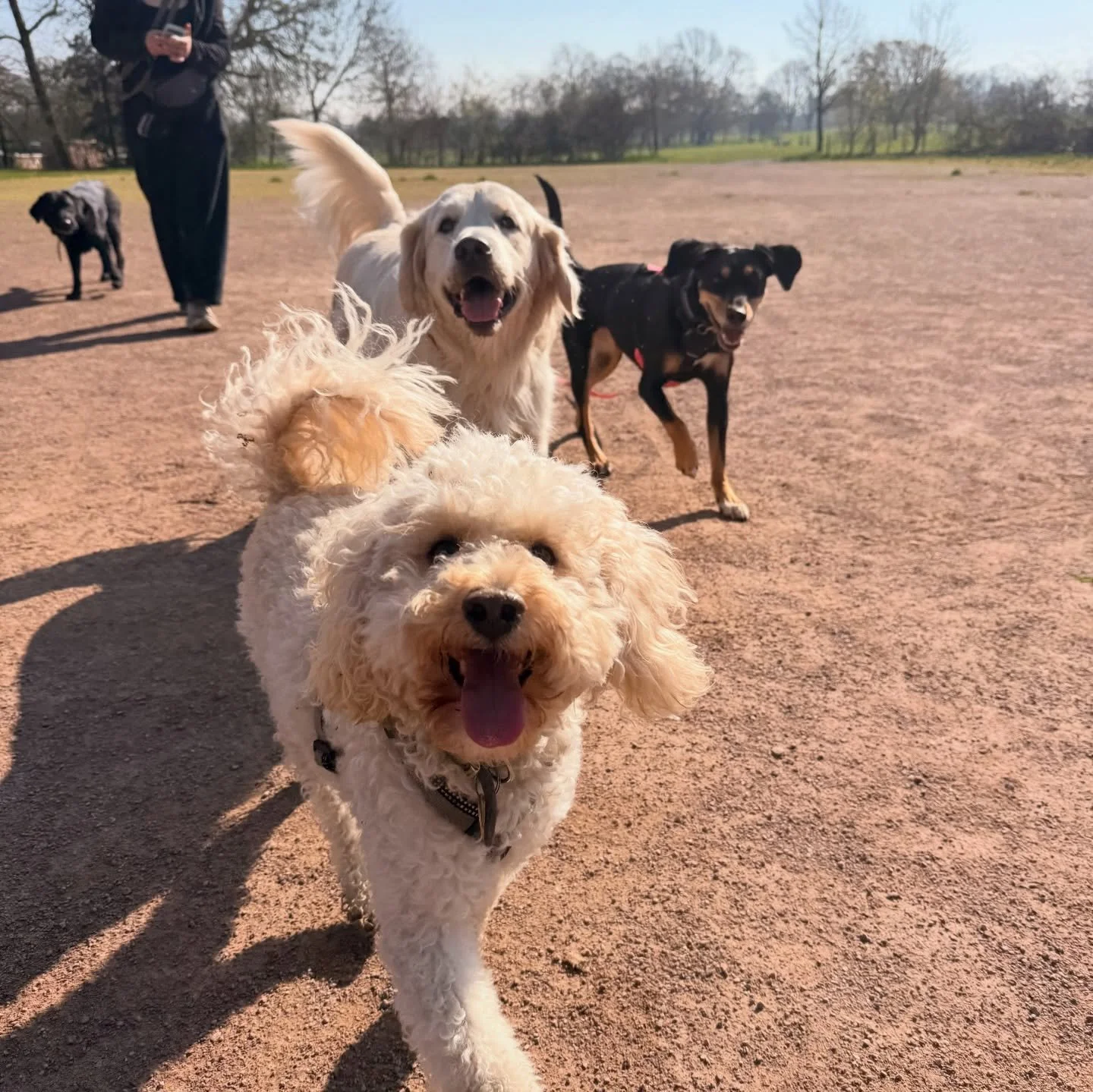 Just some of my favourite photos from the past two weeks 📸☺️

Streatham Hill | dog walks of london | london dog trainer | south london parks | dogs of london | london dog walker | cute dogs | dog content | Tooting Common | Clapham Common | South Lon