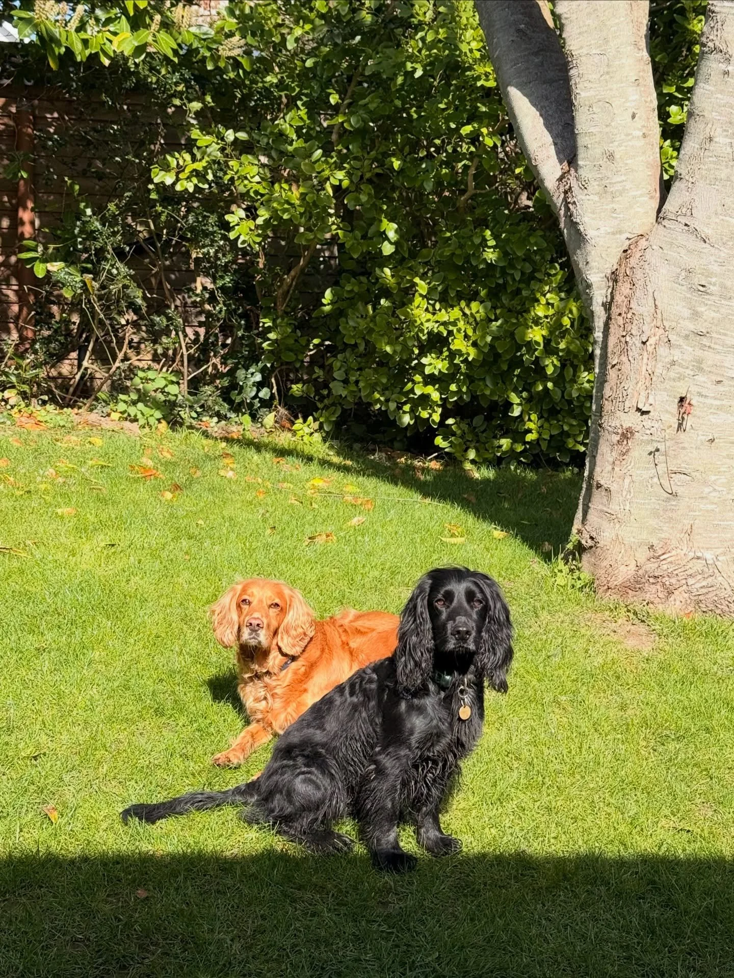 Isle of Wight Easter adventures with Lekki and Summer - we had so much fun ☺️🐣

Streatham Hill | dog walks of london | london dog trainer | south london parks | dogs of london | london dog walker | cute dogs | dog content | Tooting Common | Clapham 