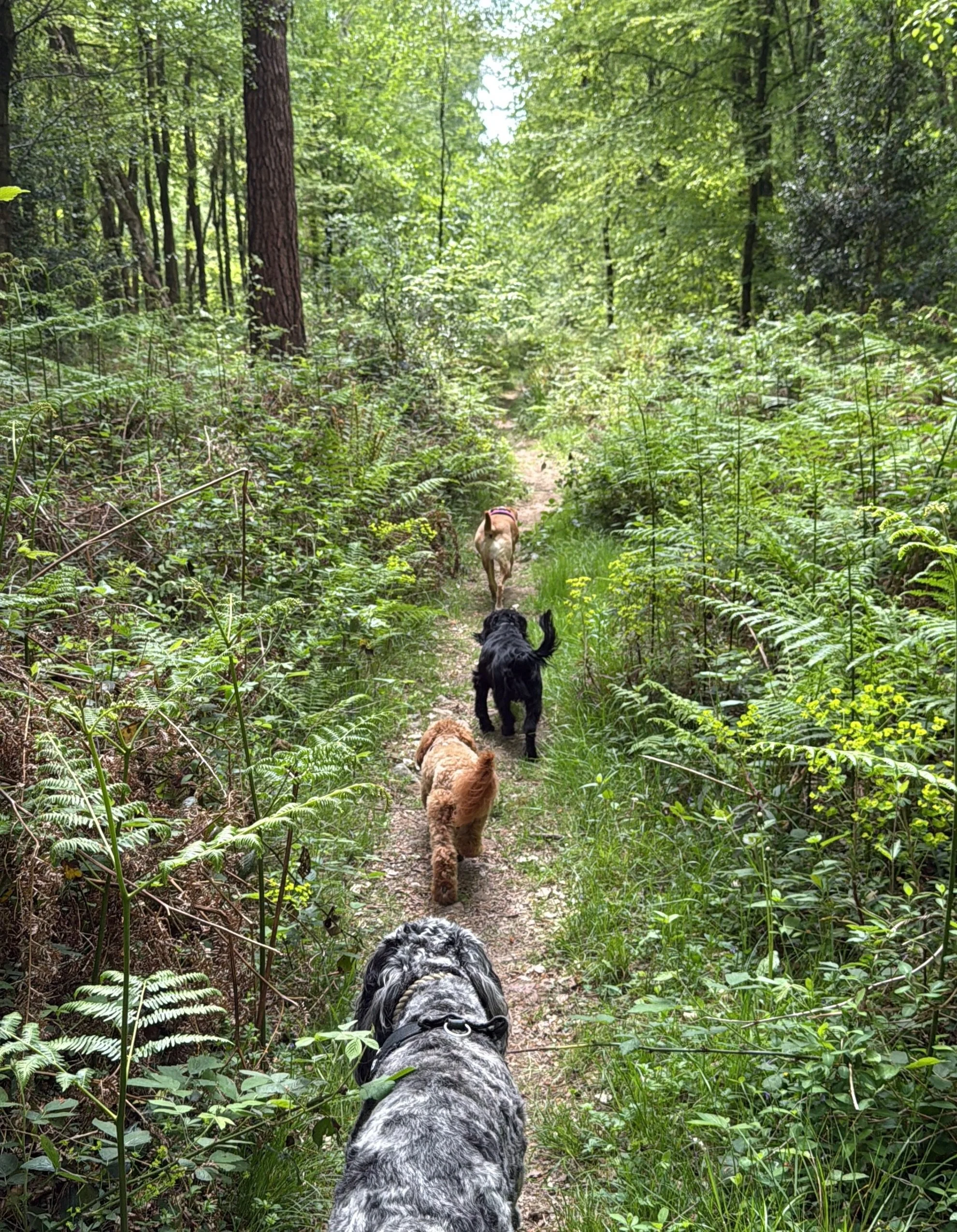 May Adventure Day in St Leonard&rsquo;s Forest! 🥾🐾

Streatham Hill | dog walks of london | london dog trainer | south london parks | dogs of london | london dog walker | South London Dog Walker | countryside adventure walks
