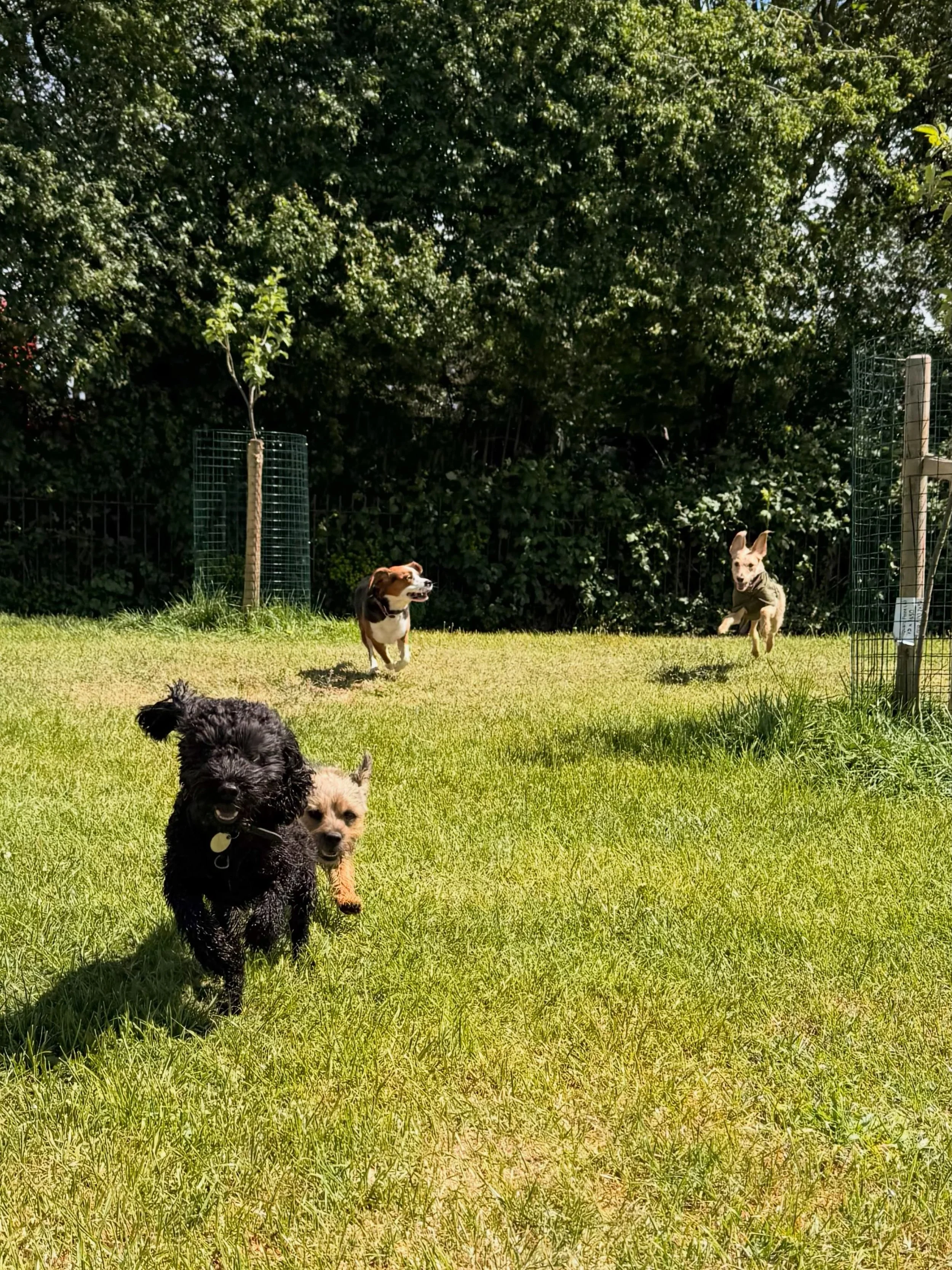The weekly carousel of joy and happiness 🥰

Streatham Hill | dog walks of london | london dog trainer | south london parks | dogs of london | london dog walker | cute dogs | dog content | Tooting Common | Clapham Common | South London Dog Walker