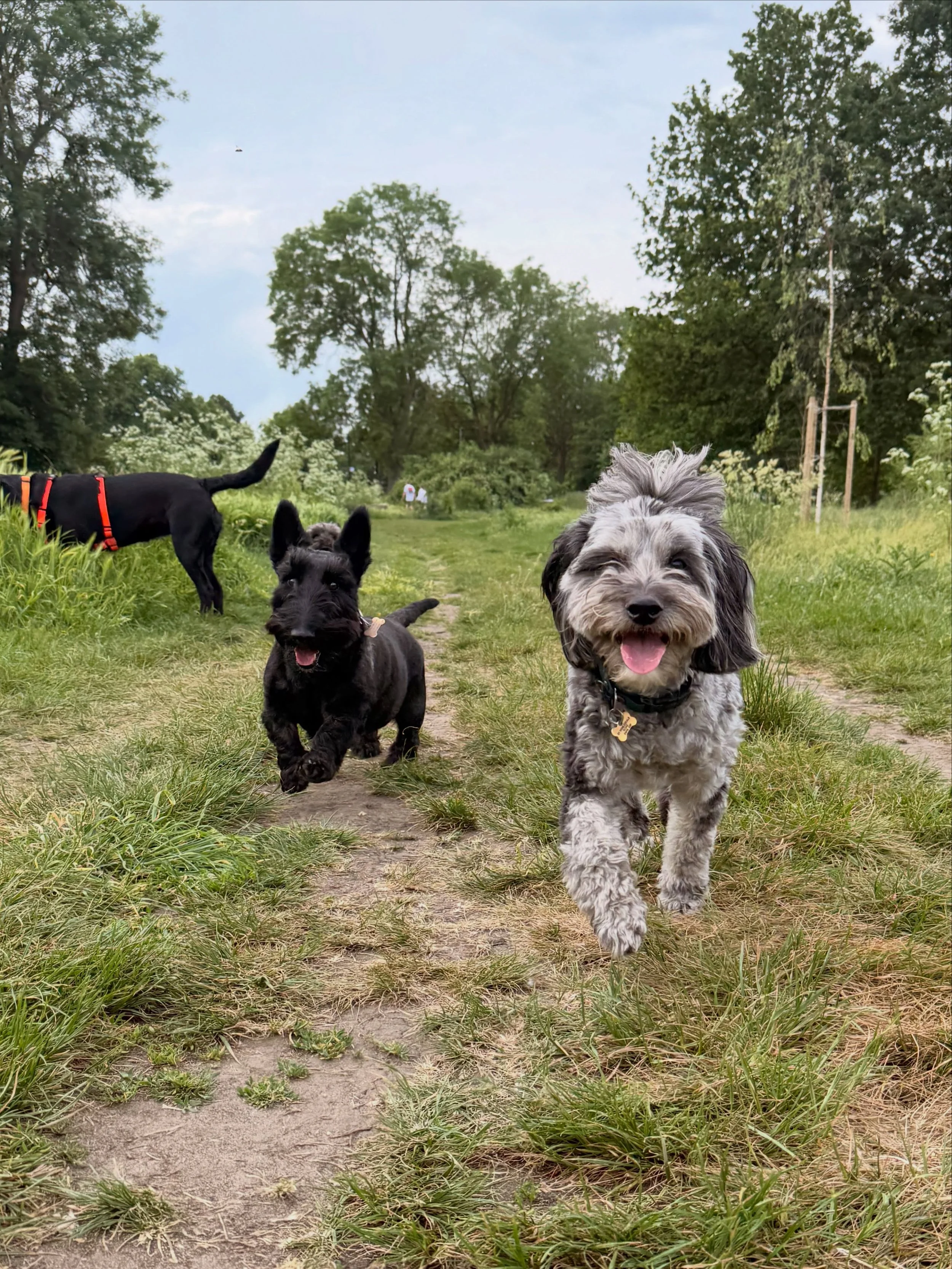 The weekly carousel of joy and happiness (Heatwave Edition 🔥) 🥰

Streatham Hill | dog walks of london | london dog trainer | south london parks | dogs of london | london dog walker | cute dogs | dog content | Tooting Common | Clapham Common | South