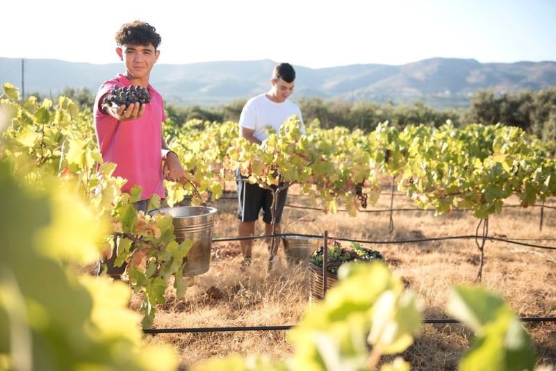 Vineyard  Crete grape harvest.jpg
