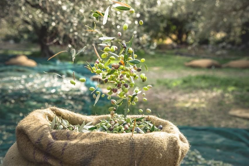 olive harvest.jpg