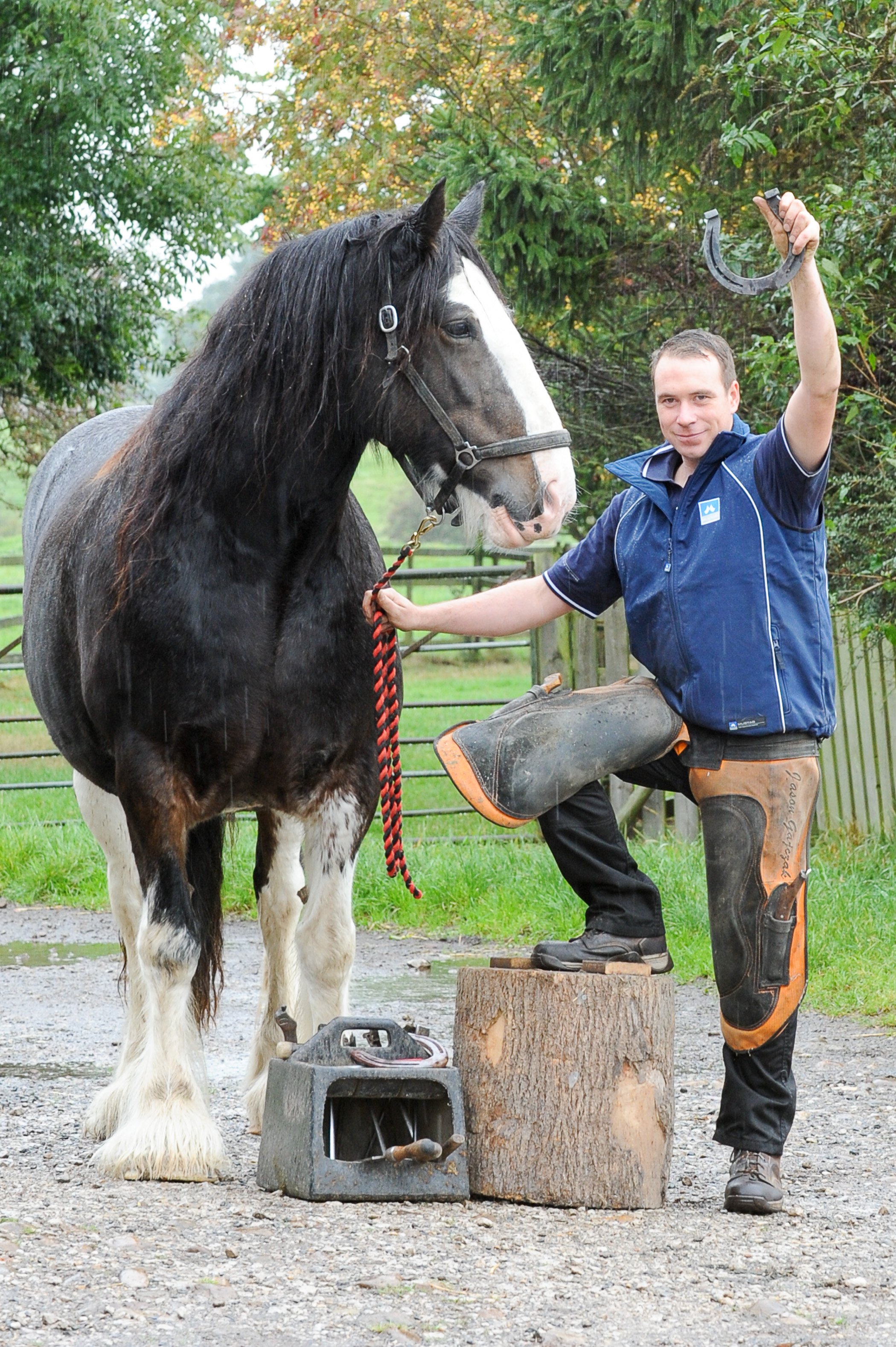 Shire horse and blacksmith raising a horseshoe in the air