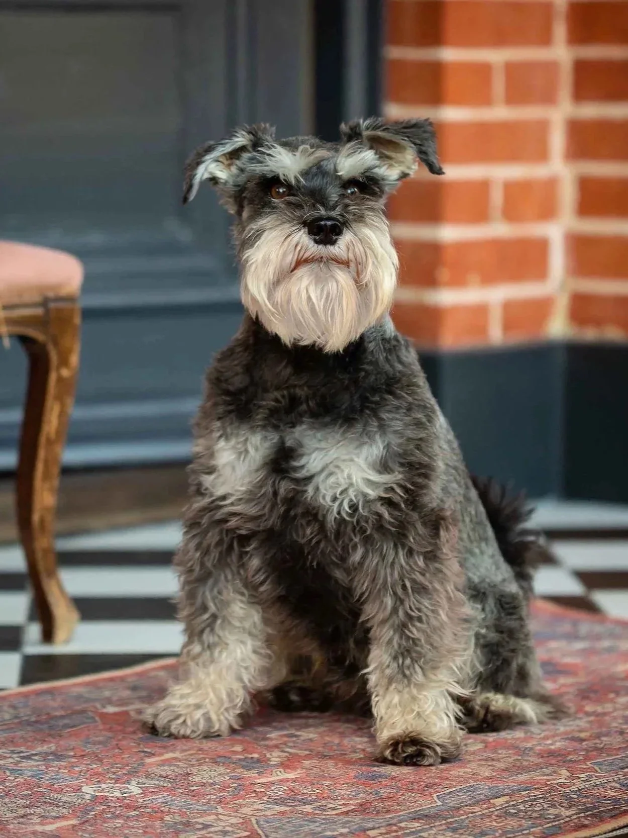 A cute gray and white dog with a beard and floppy ears sitting on a patterned rug indoors, with a brick wall and dark paneling in the background.