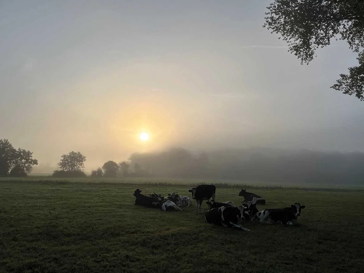 Cows resting on a grassy field during sunrise or sunset, with trees in the background and mist in the air.