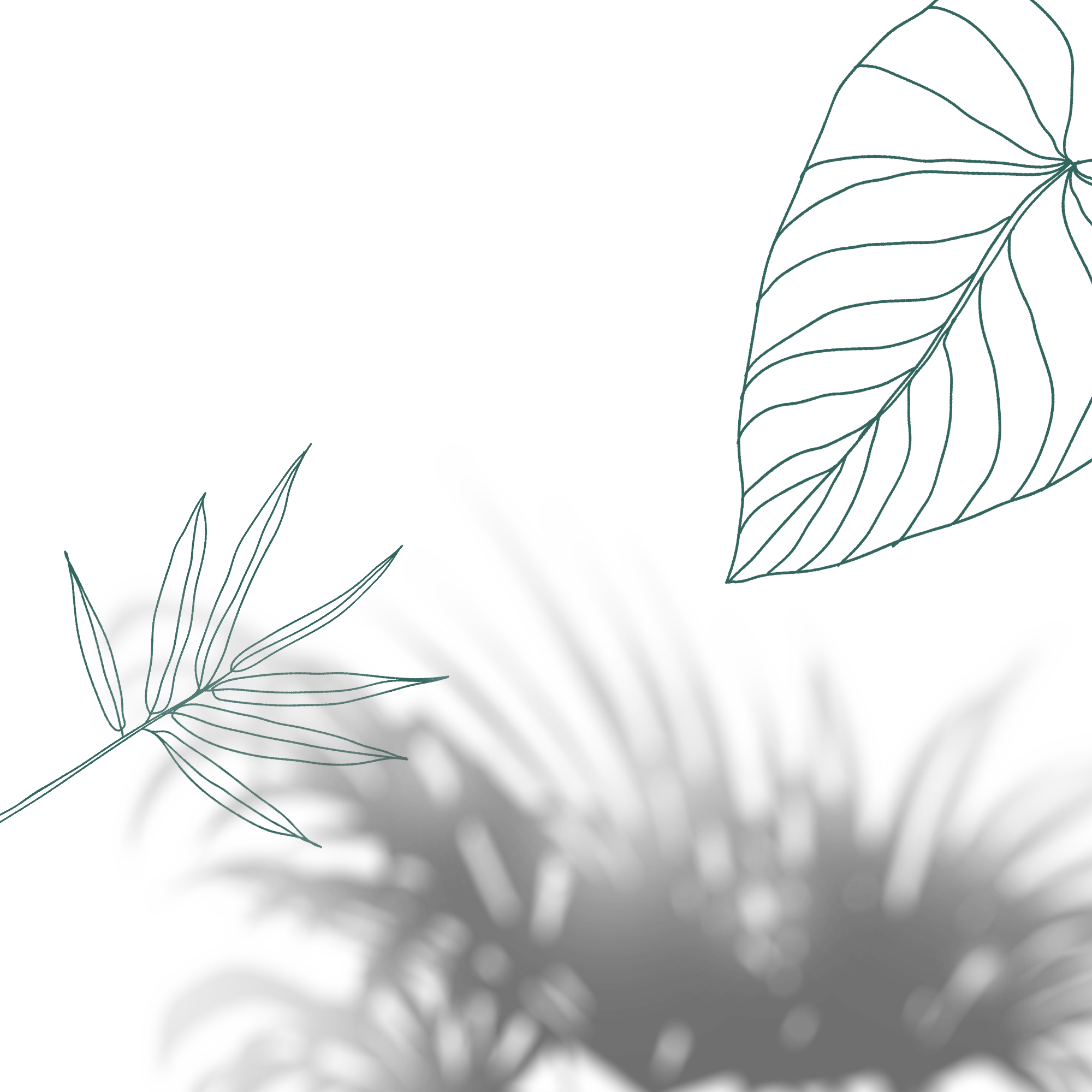 Roots Salon & Spa