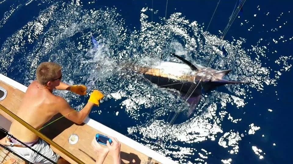 Synergy Between Sport and Science: Exploring the Mysteries of Blue Marlin Migration