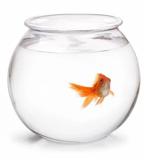 Goldfish ready to jump out of a bowl just like you can jump out and reinvent your relationship with Kym Hibbard, relationship coach