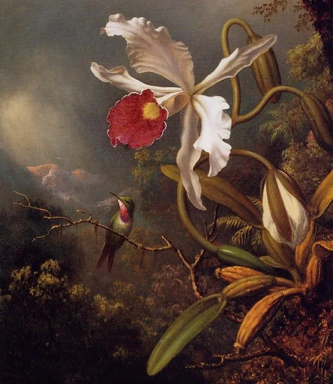 An-Amethyst-Hummingbird-with-a-White-Orchid-1875-1890-Martin-Johnson-Heade-Oil-Painting.jpg