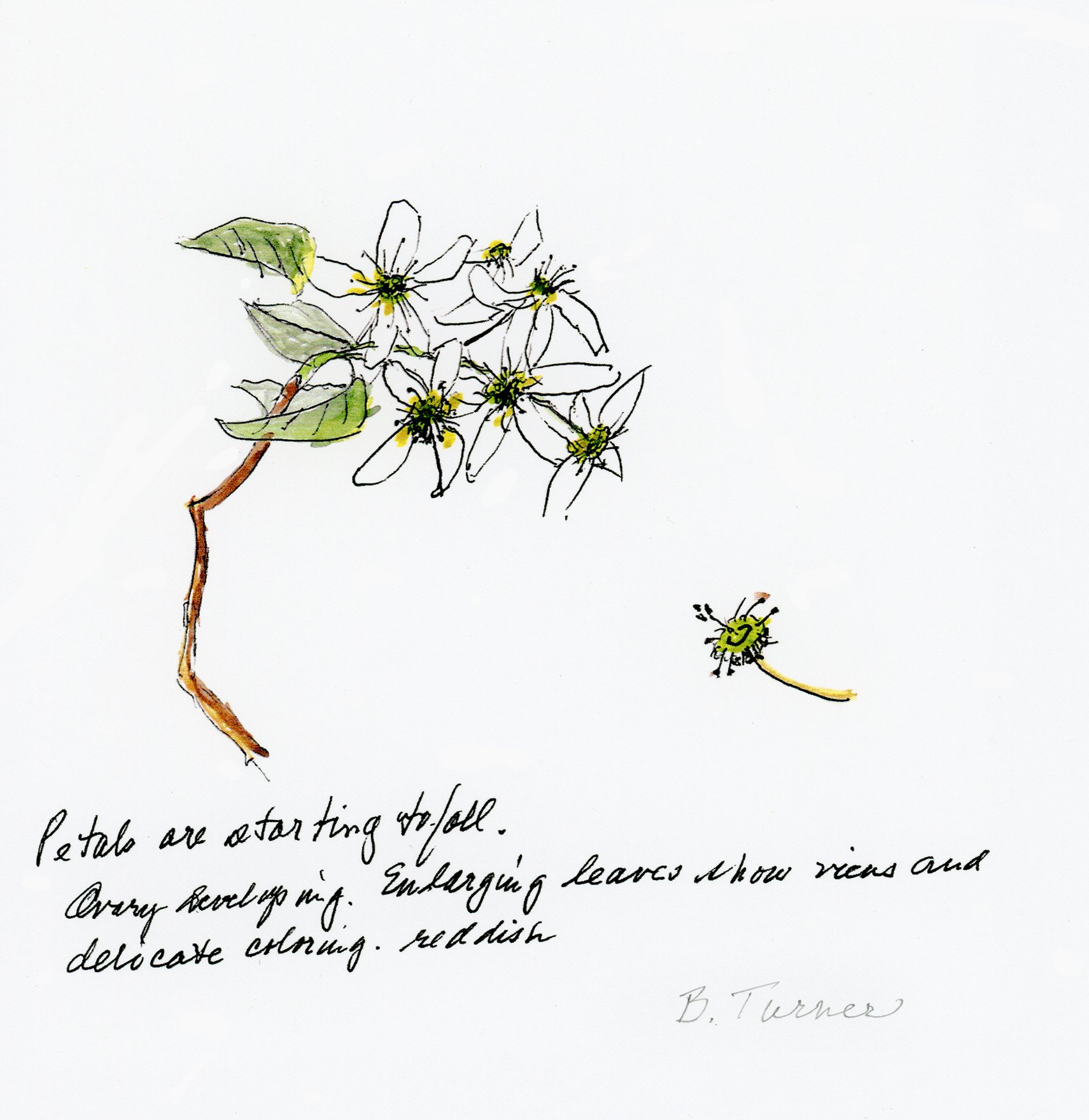 Spring Twig (Barbara Reed-Turner)