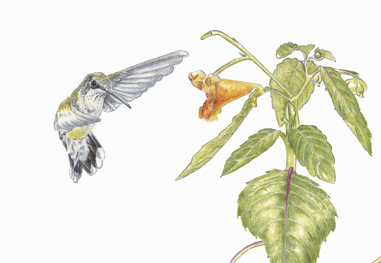 Your Bird Friendly Garden