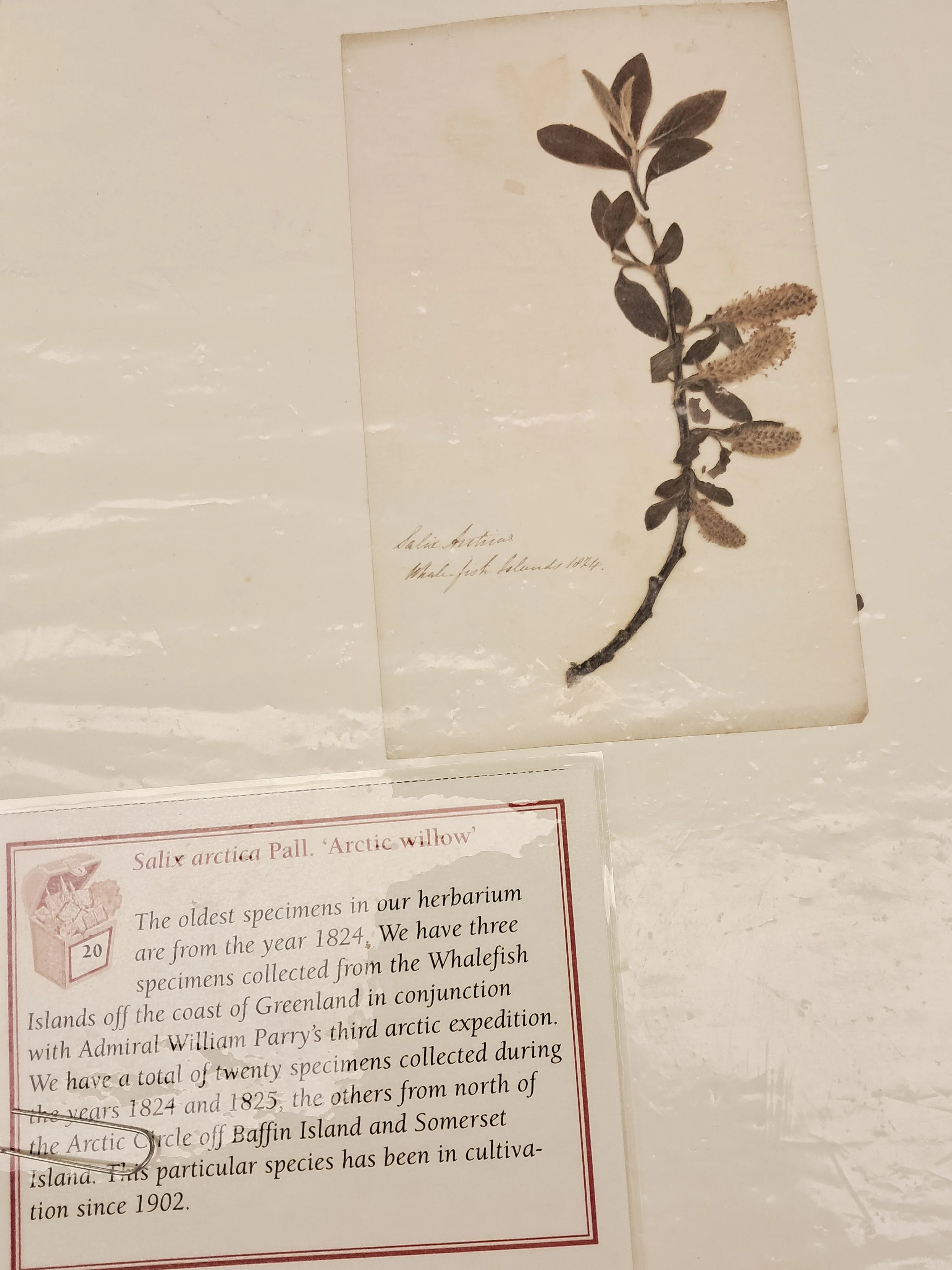 Morton Arboretum Herbarium