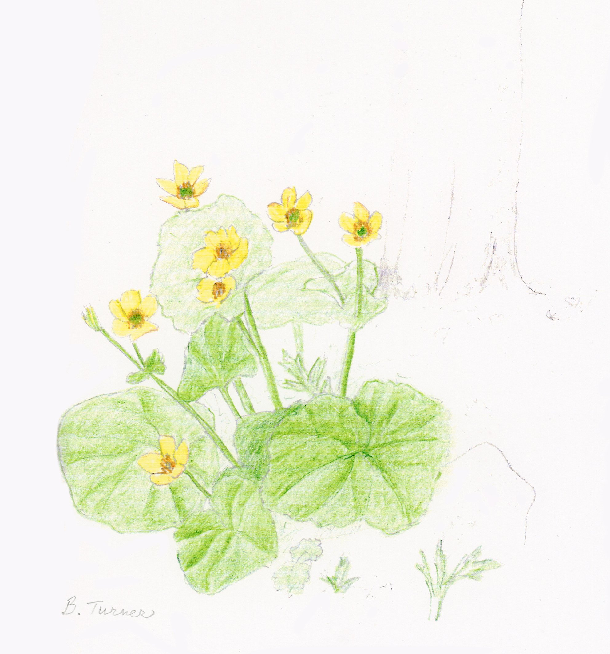 Marsh Marigold (Barbara Reed-Turner)