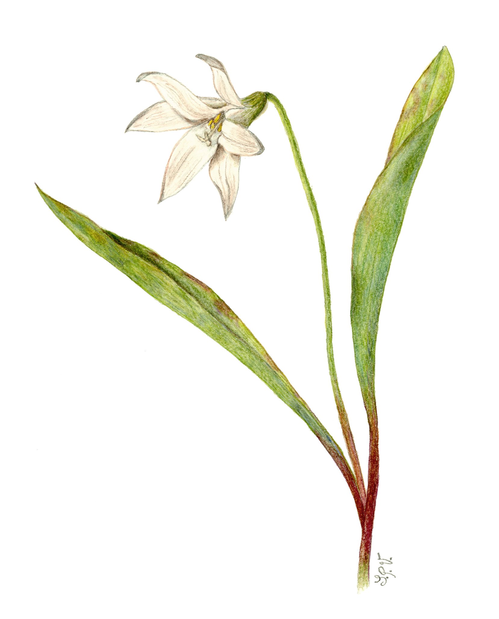 Trout Lily (Sylvie Vanhoozer)