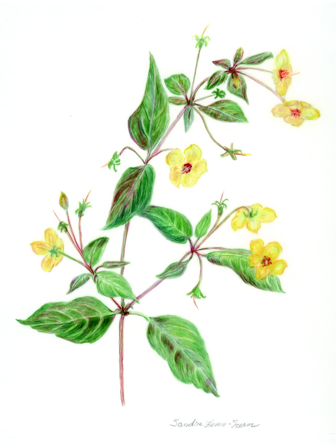 Fringed Loosestrife (Sandy Lema-Stern)