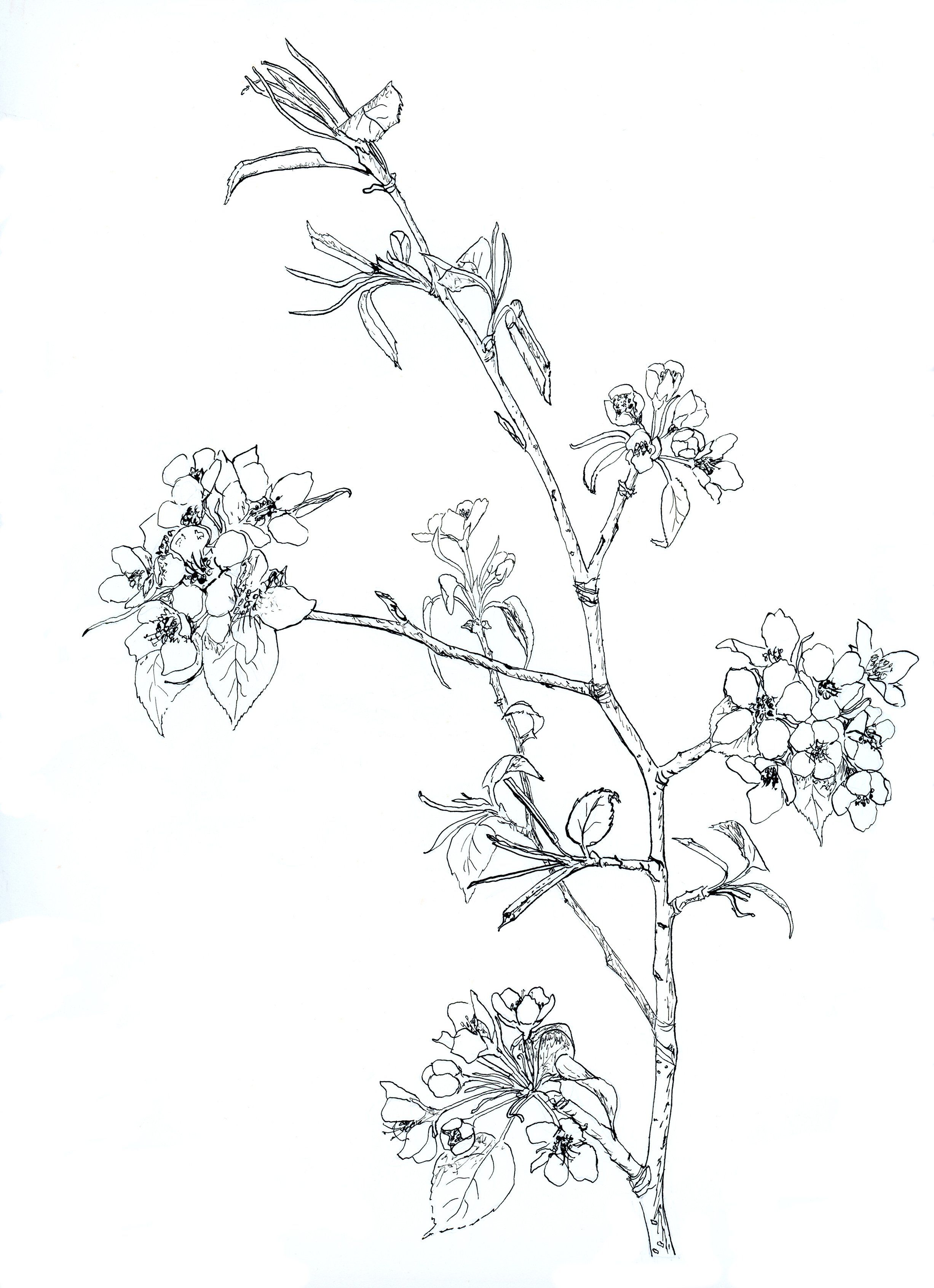 Spring Blossoms (Barbara Reed-Turner)