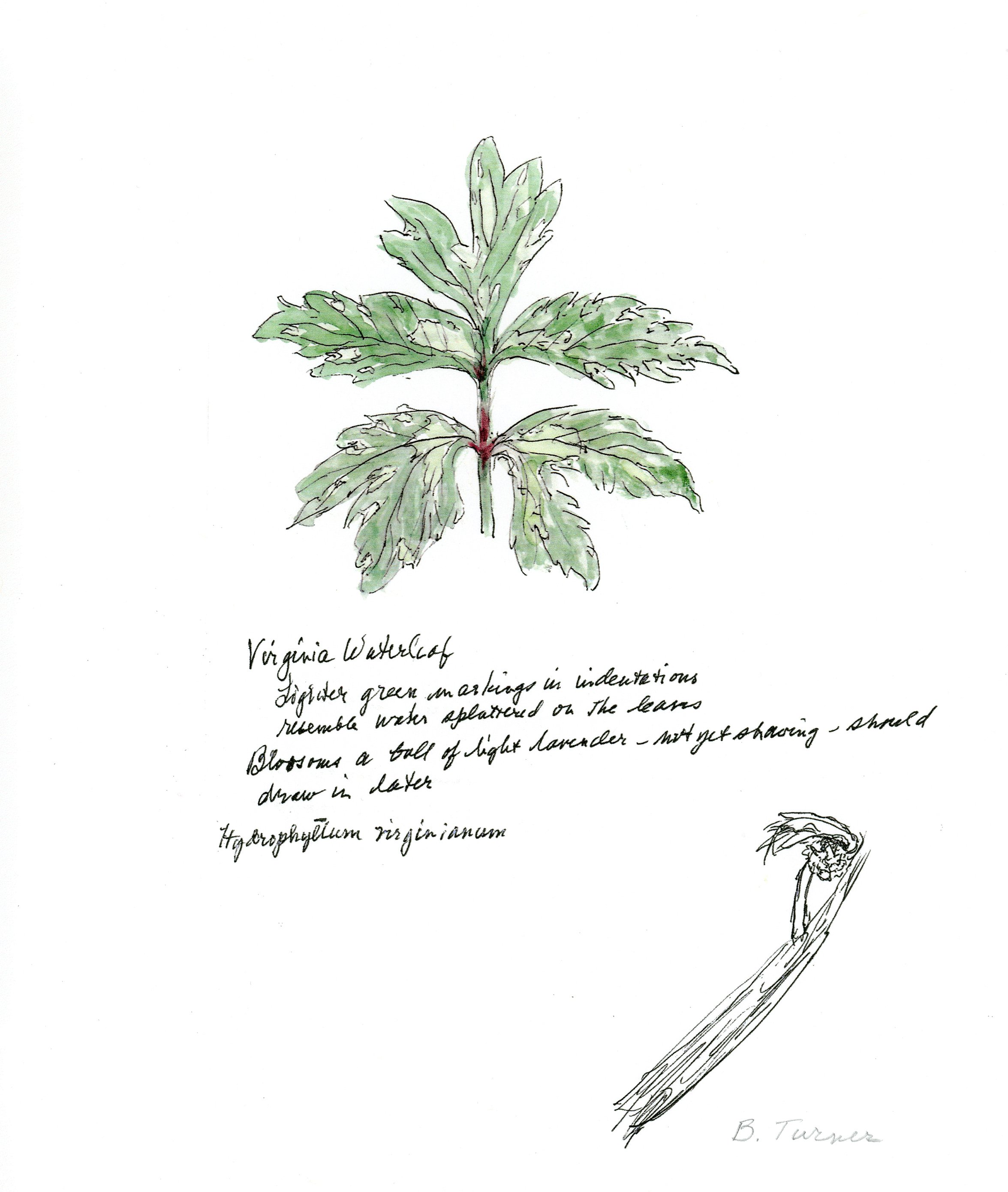 Virginia Waterleaf (Barbara Reed-Turner)