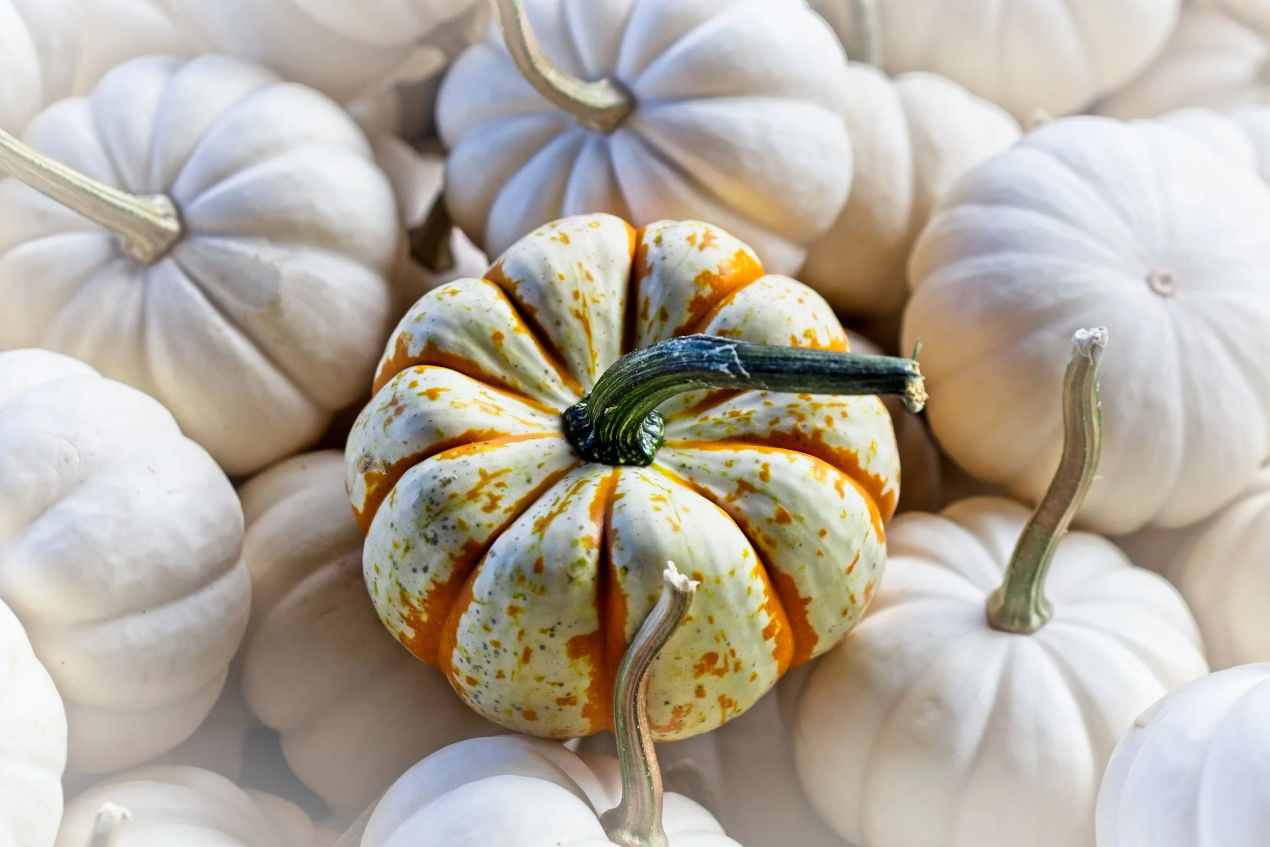      

 
   I have a hack that will help you preserve your pumpkins this fall 
 




















  
  



      &nbsp;      










































  

    
  
     

      

      
         
          
        
        

     