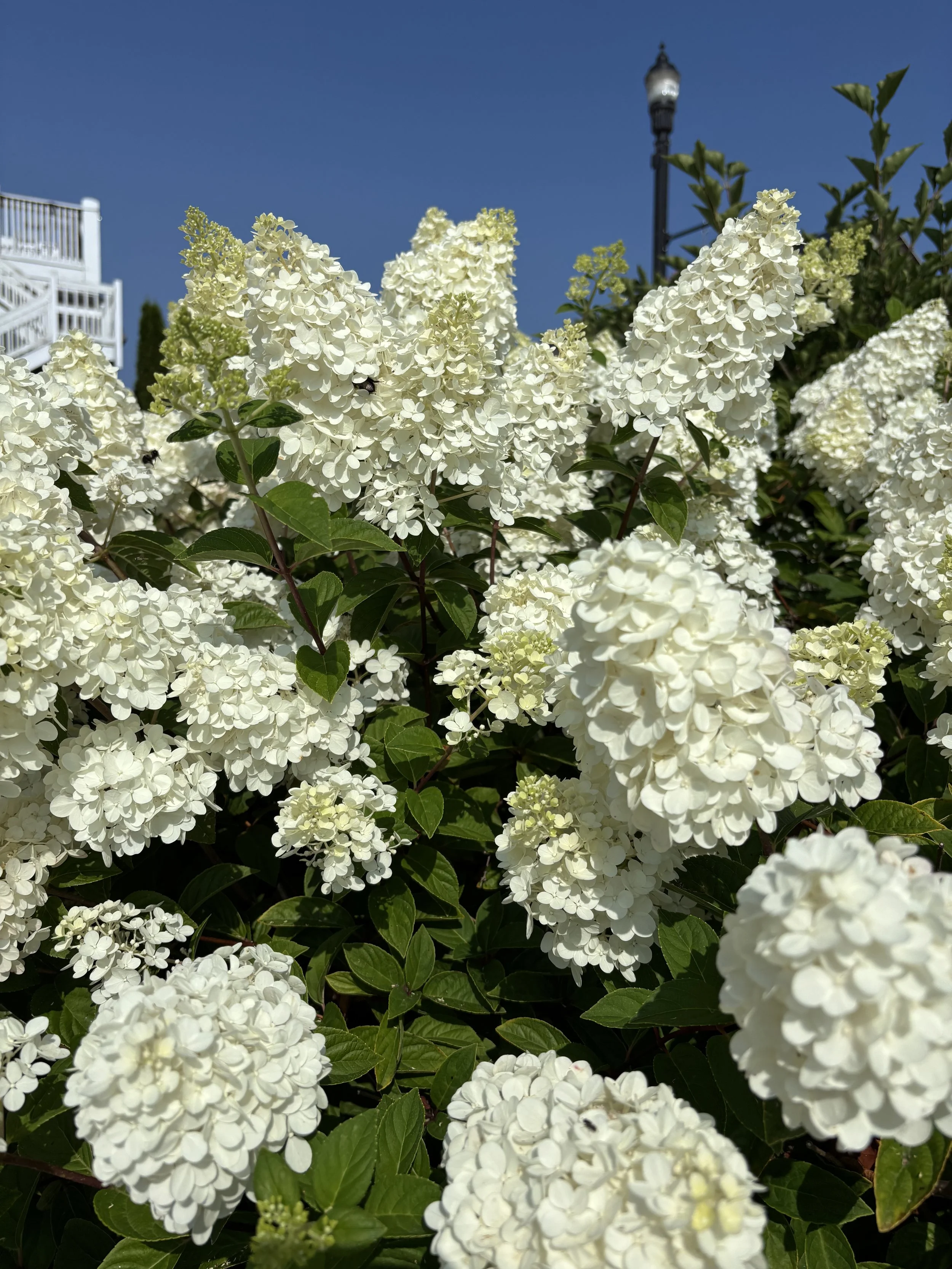 WhiteHydrangeas.jpg