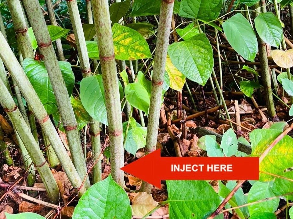 Knotweed stem injection location