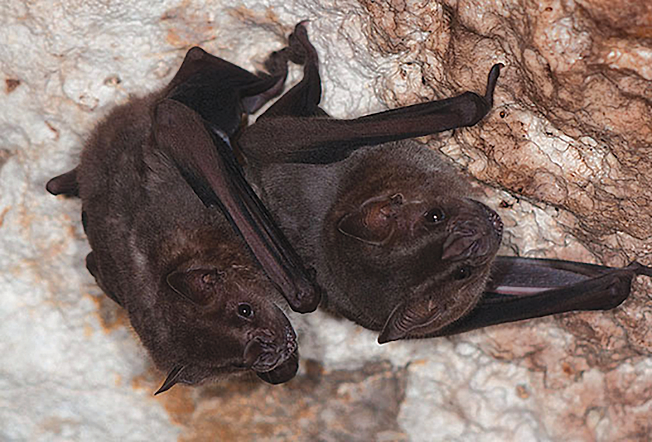 BATS