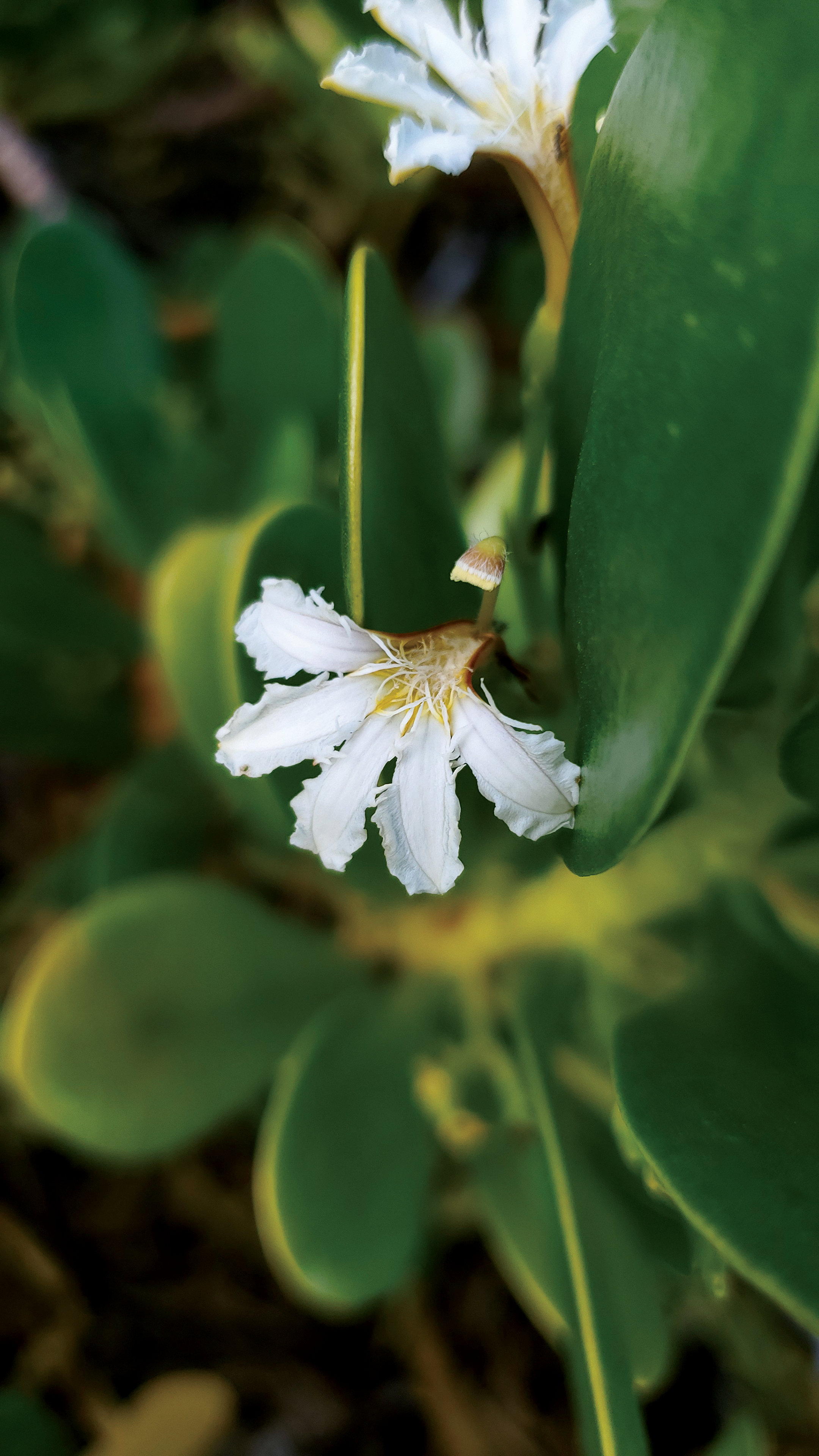 Inkberry-Scaevola Plumieri