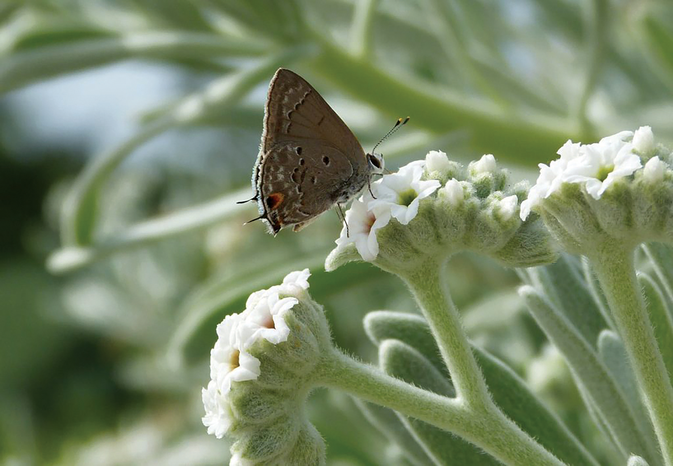 Sea Lavender – Tournefortia Gnaphalodes