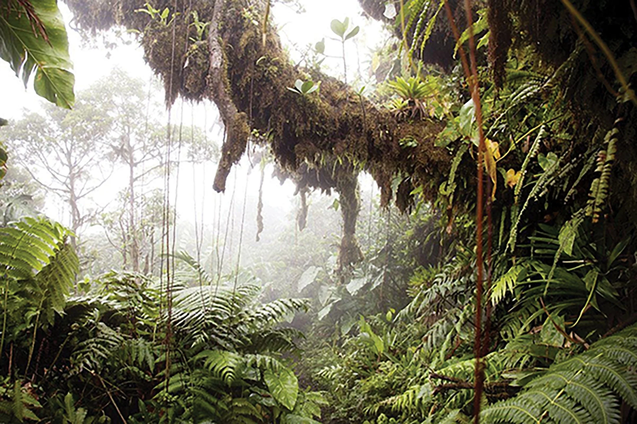 Mount-Scenery-Saba-best-caribbean-island-1200x800 copy.jpg
