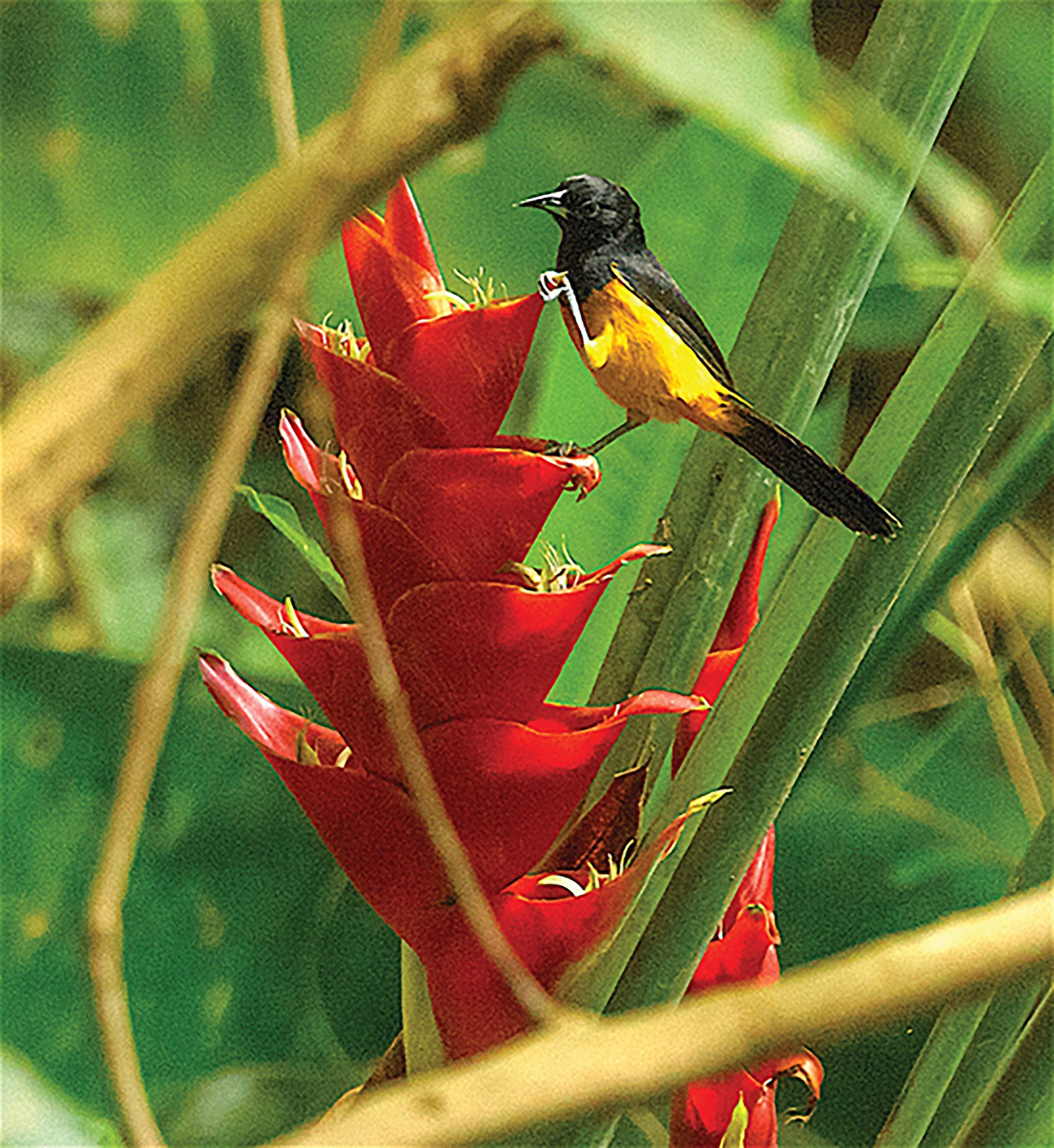 Montserrat-Oriole_male-AdamStinton copy.jpg