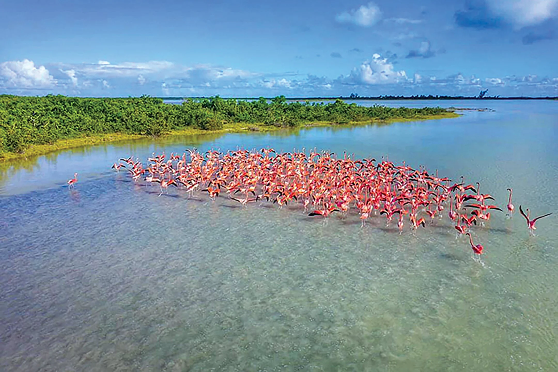 pink-flamingos-anegada copy.jpg