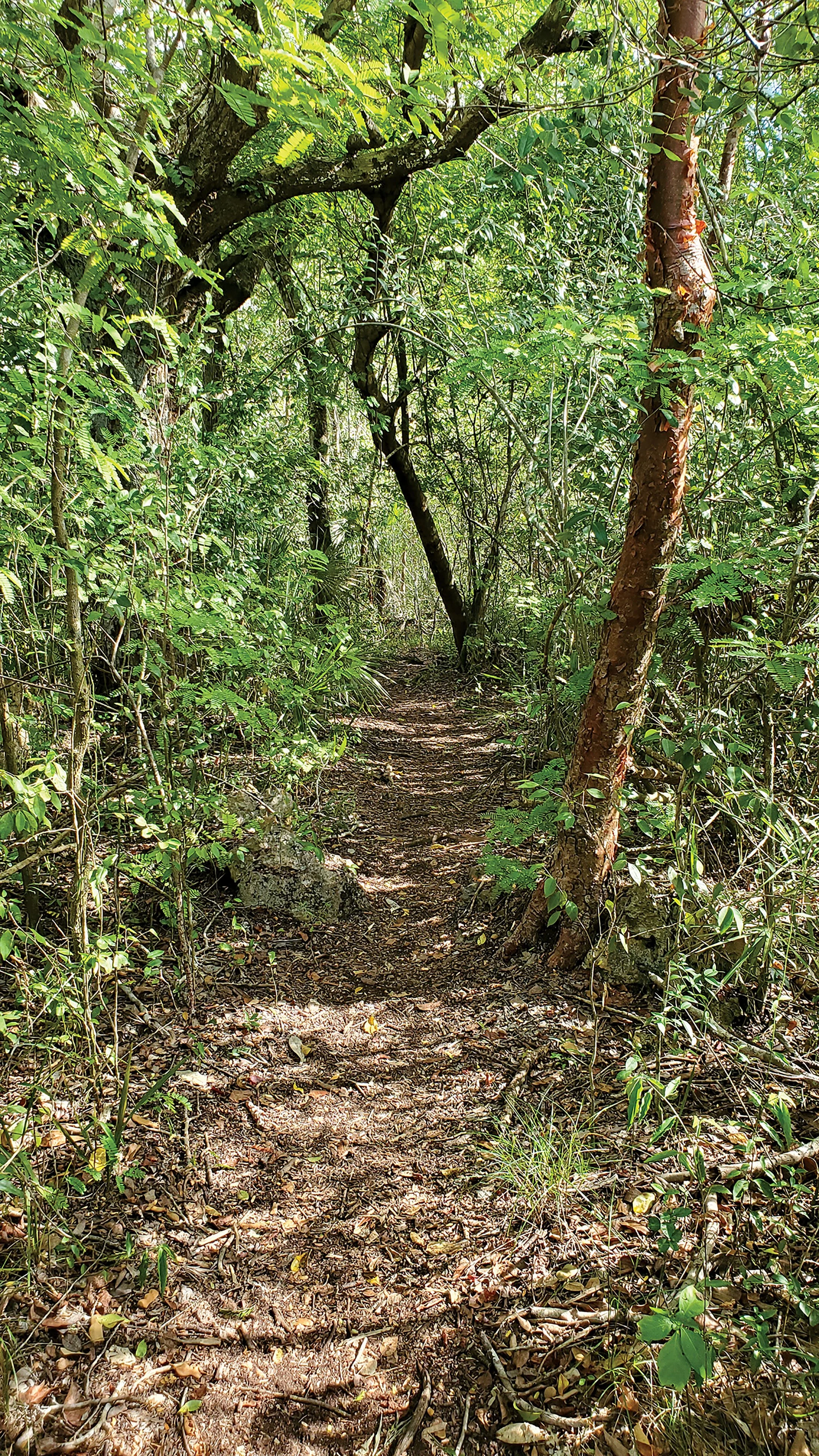 Mastic Trail Cayman