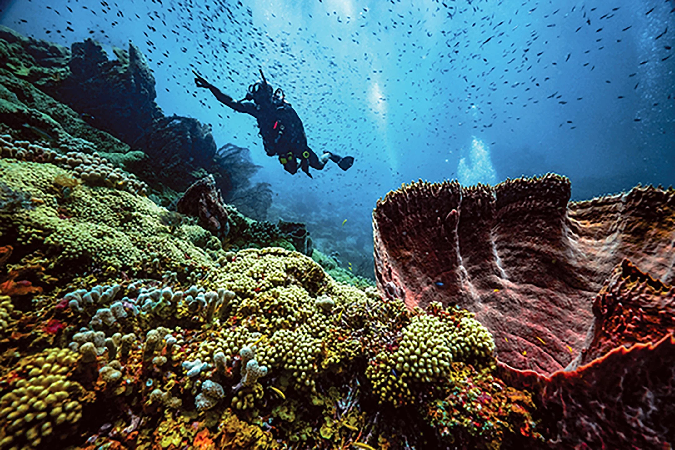 THE DIVERS’ DOMAIN | ANSE CHASTANET, SAINT LUCIA