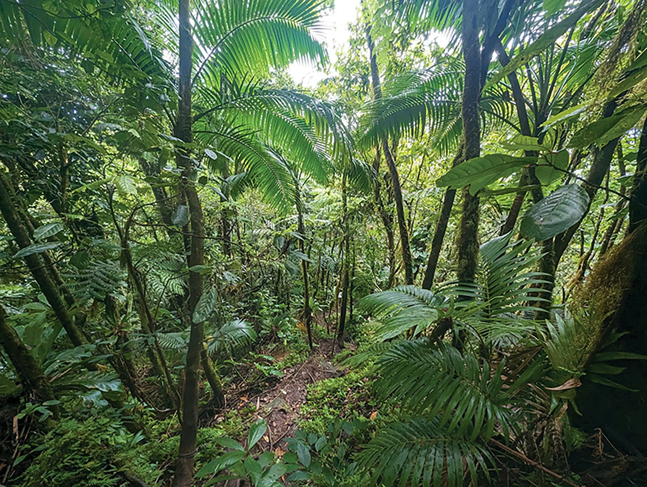 THE SPIRIT OF NEVIS | A MASTERCLASS IN NEVISIAN LIVING - MICHAEL MORTON OF ISLAND BUZZ TOURS