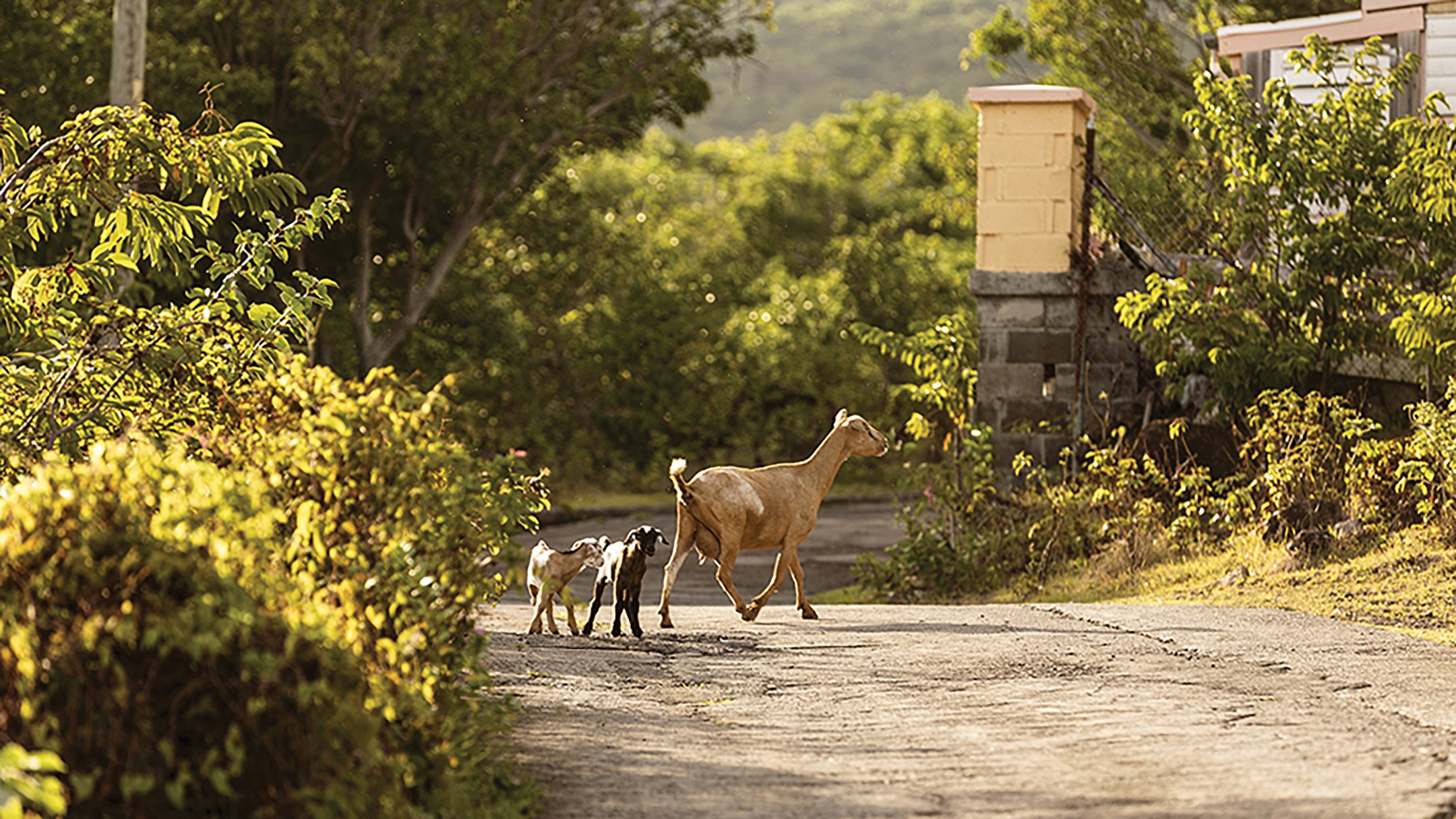 THE SPIRIT OF NEVIS  | A MASTERCLASS IN NEVISIAN LIVING