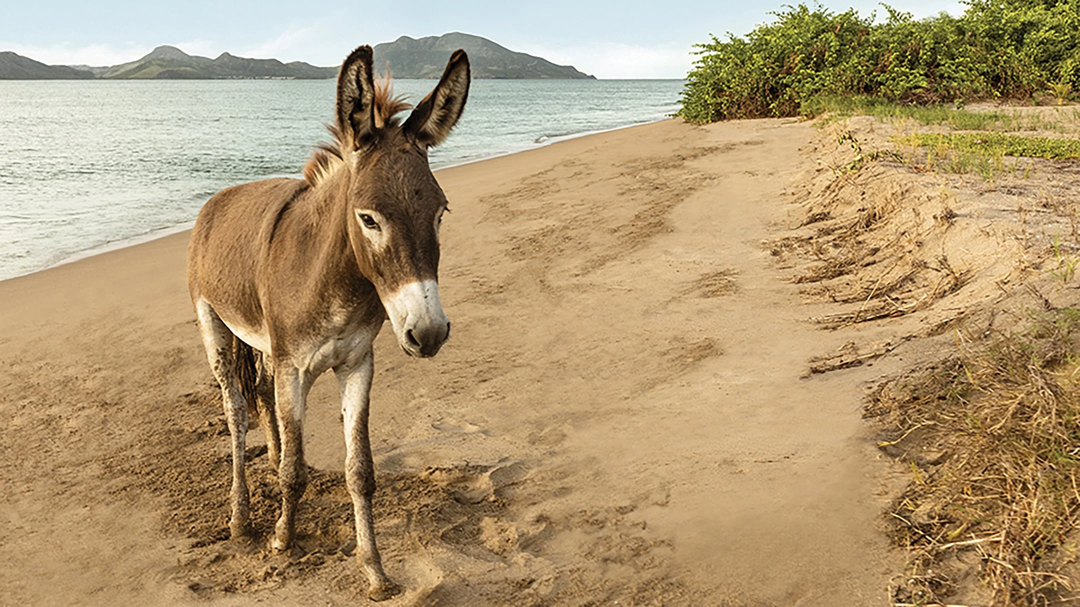 THE SPIRIT OF NEVIS | A MASTERCLASS IN NEVISIAN LIVING