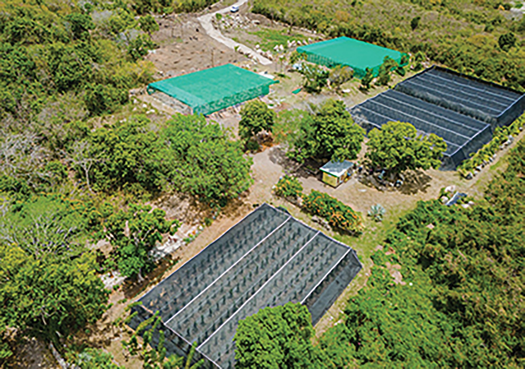 THE SPIRIT OF NEVIS | A MASTERCLASS IN NEVISIAN LIVING - VANILLA PARADISE NEVIS