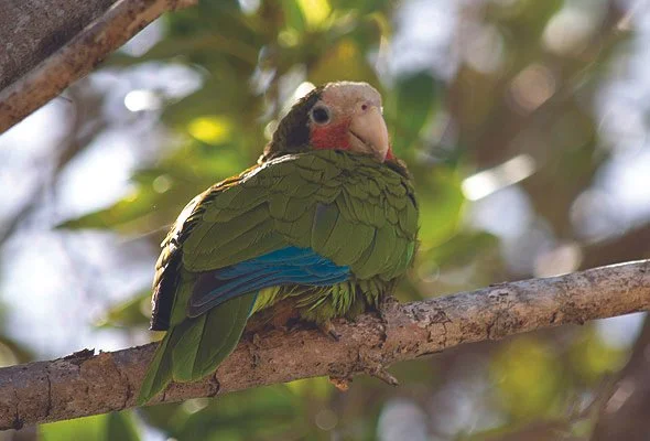 Cayman Brac Parrot