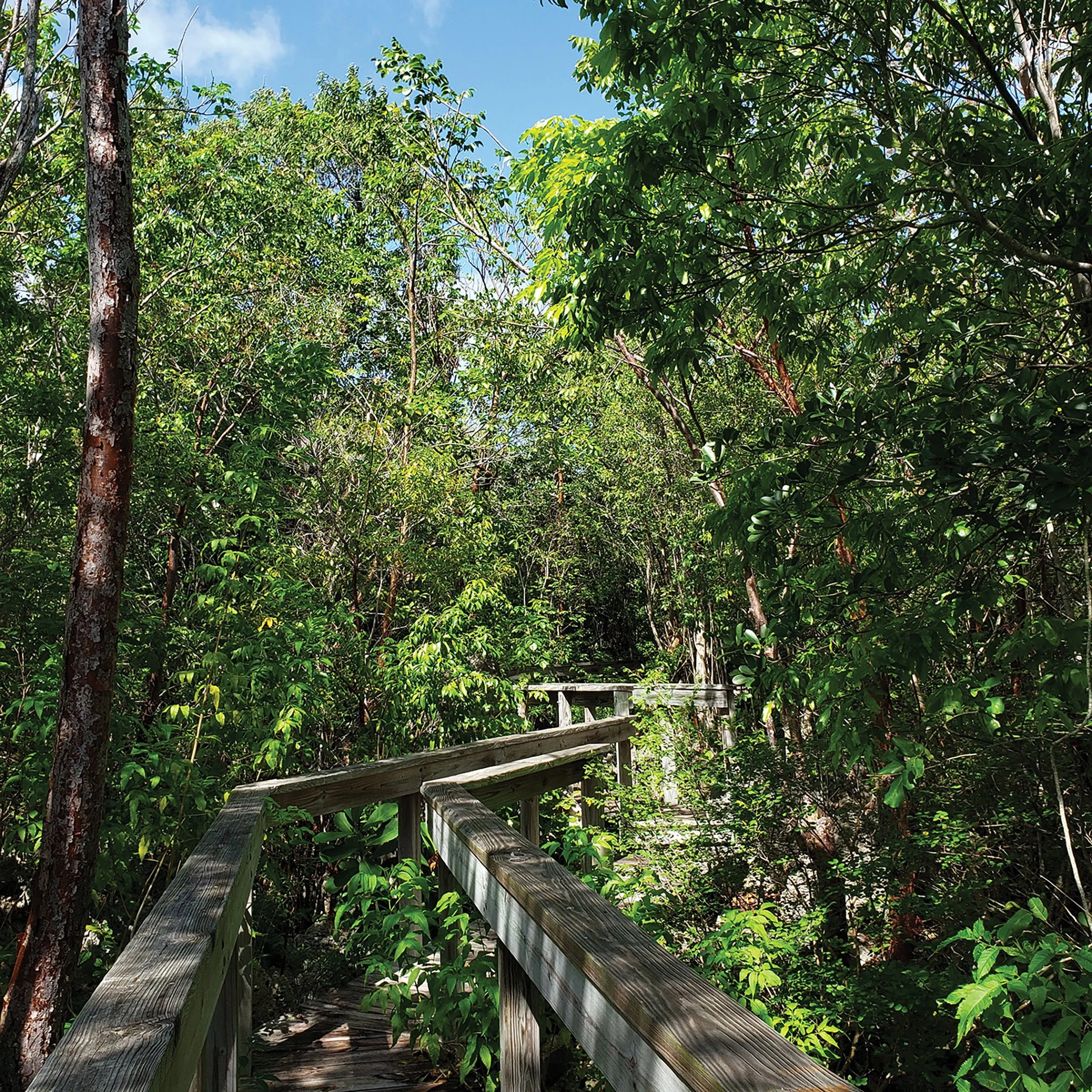 Cayman Brac Parrot Reserve