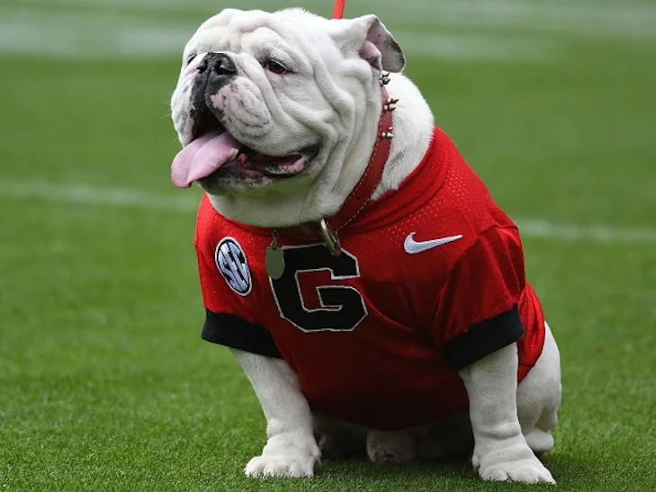 One thing I love this week: Sports dogs!